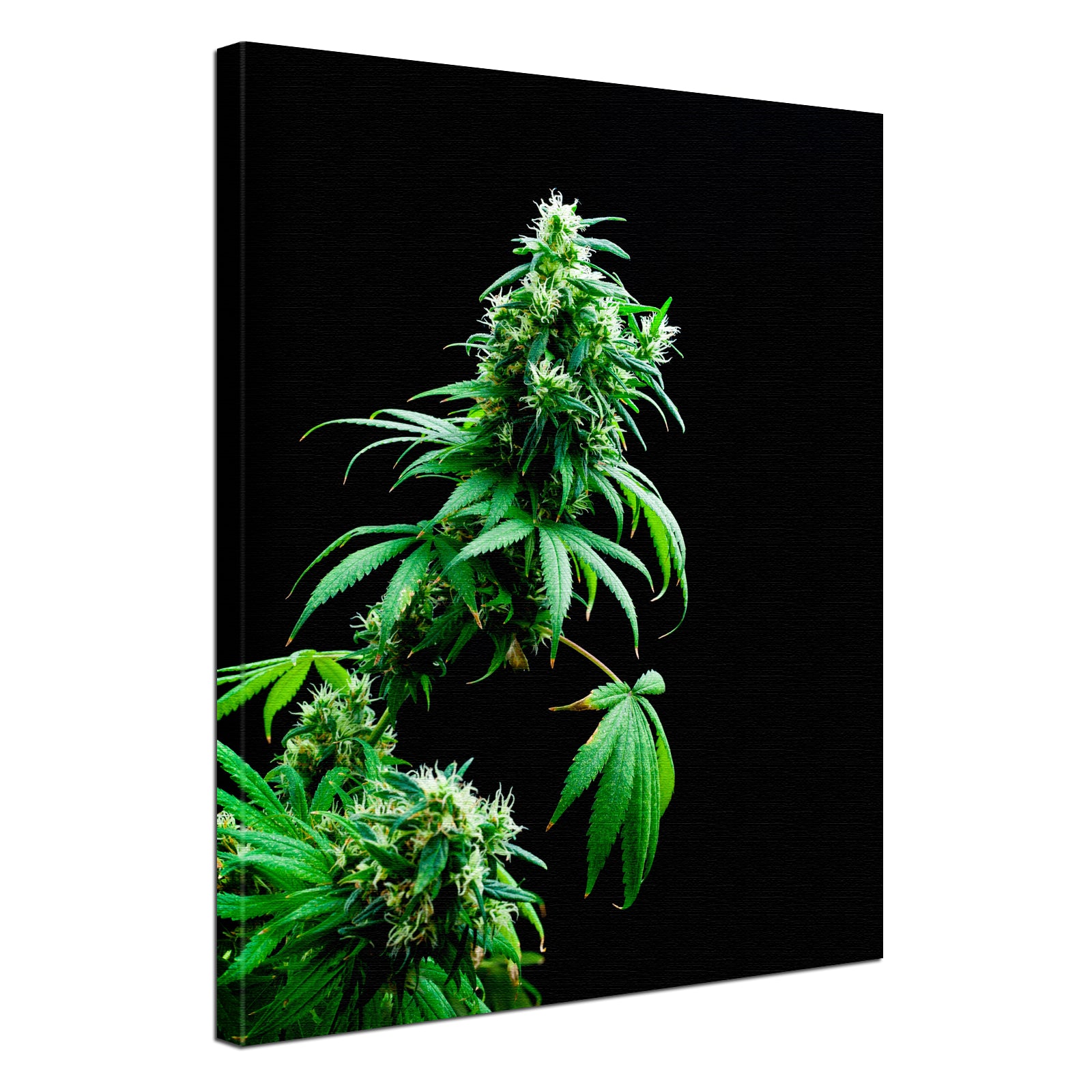 19171_0022_cannabis55d71857a1c4c