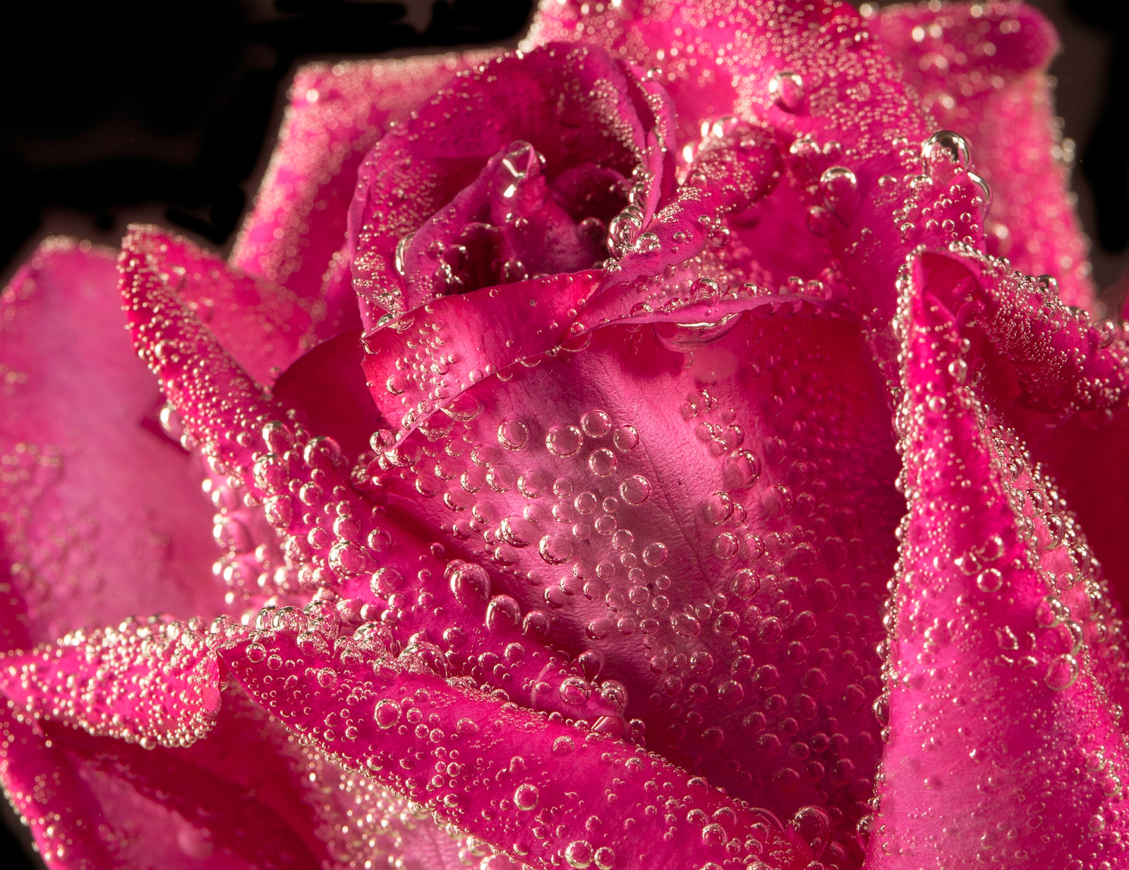 60122_0034_rose-unter-wasser55ffcb2063f13