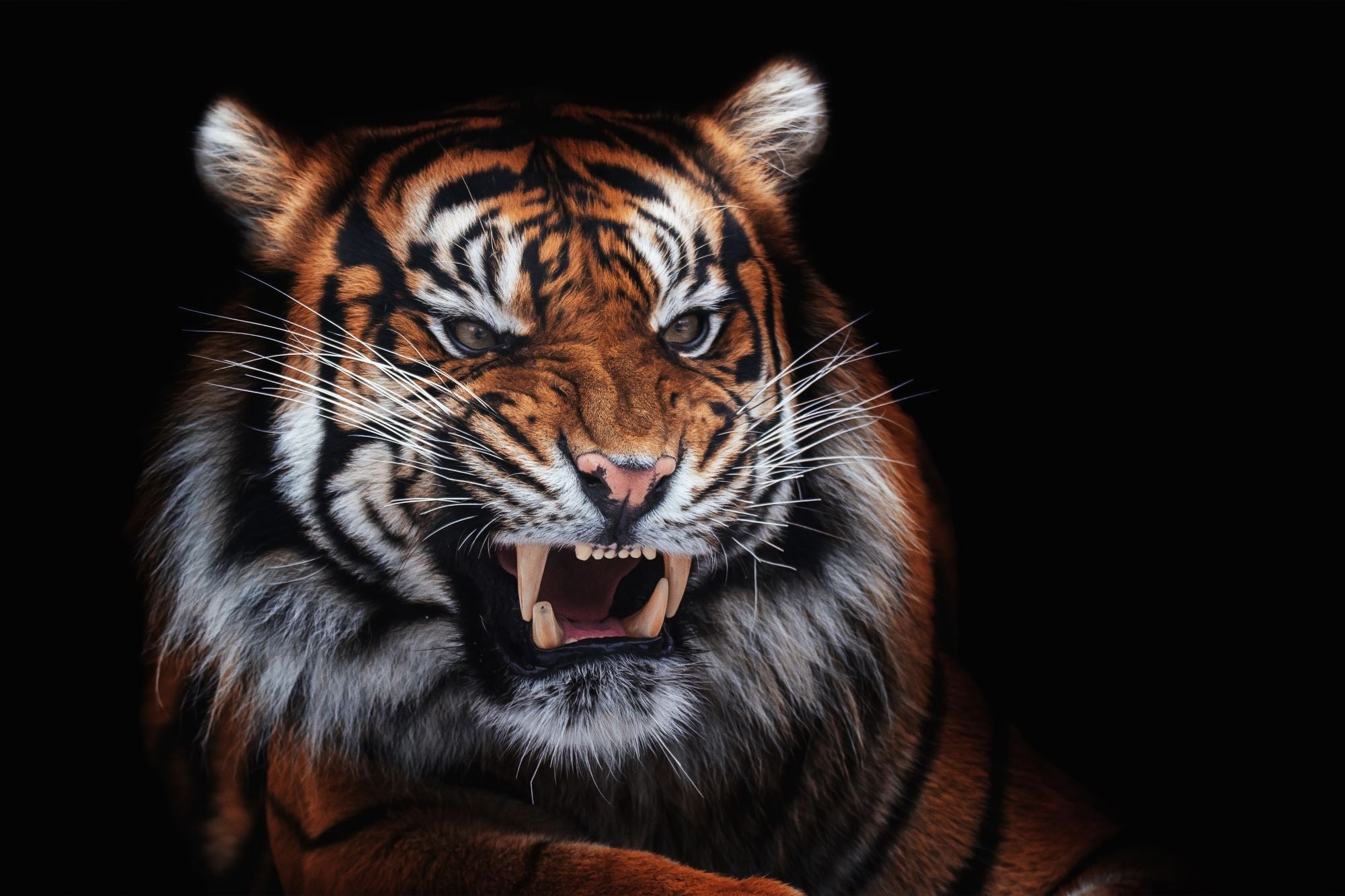 Vlies Tapete XXL Poster Fototapete Tiger Böser Blick