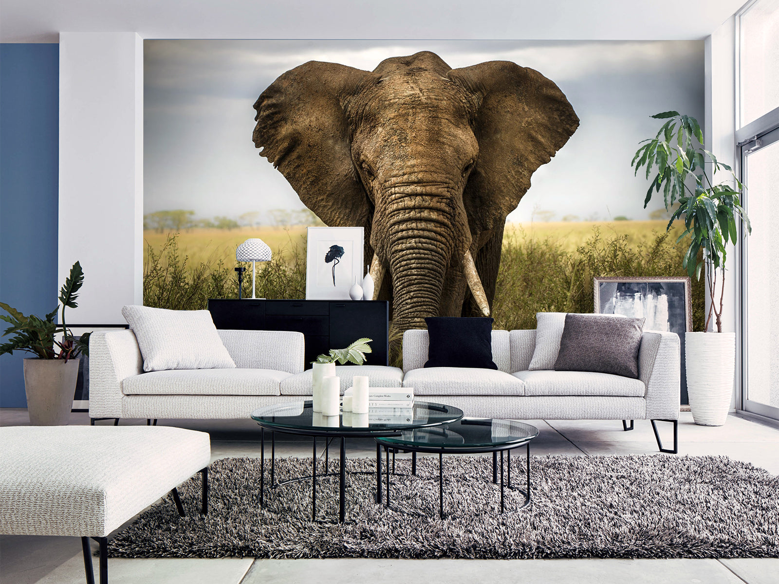 Fototapete Elefant