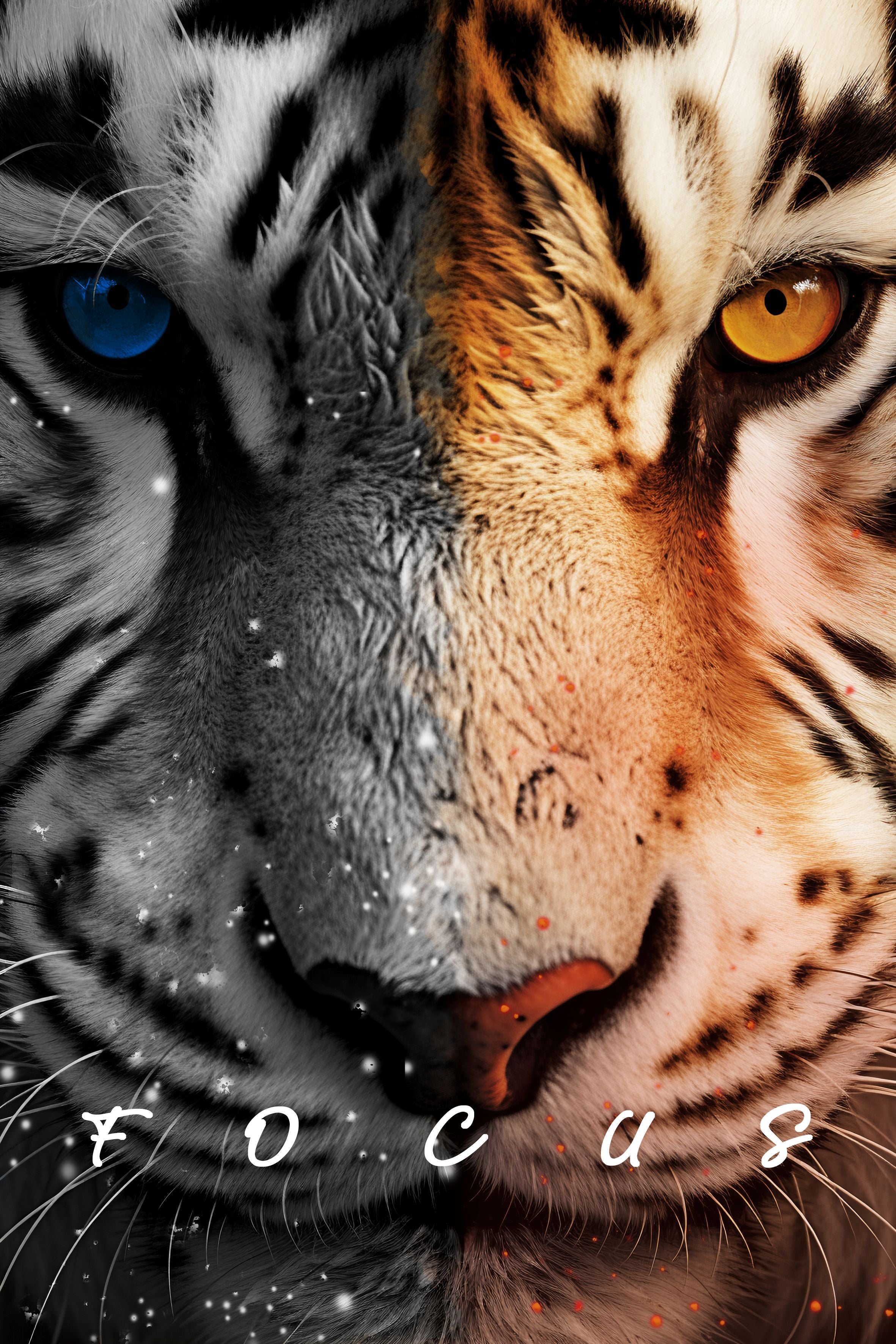 Fototapete TIGER