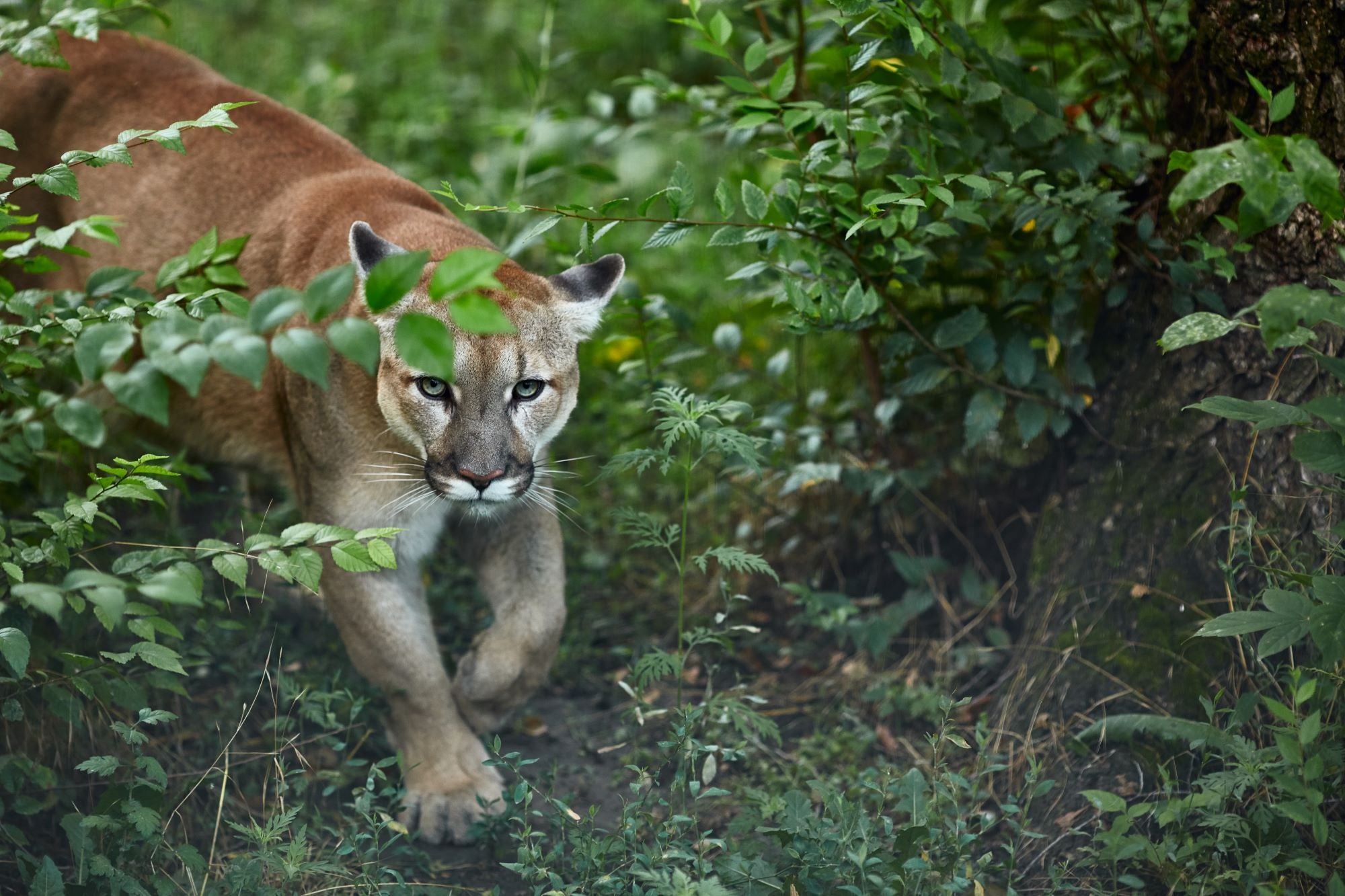 Fototapete Puma Berglöwe Wald