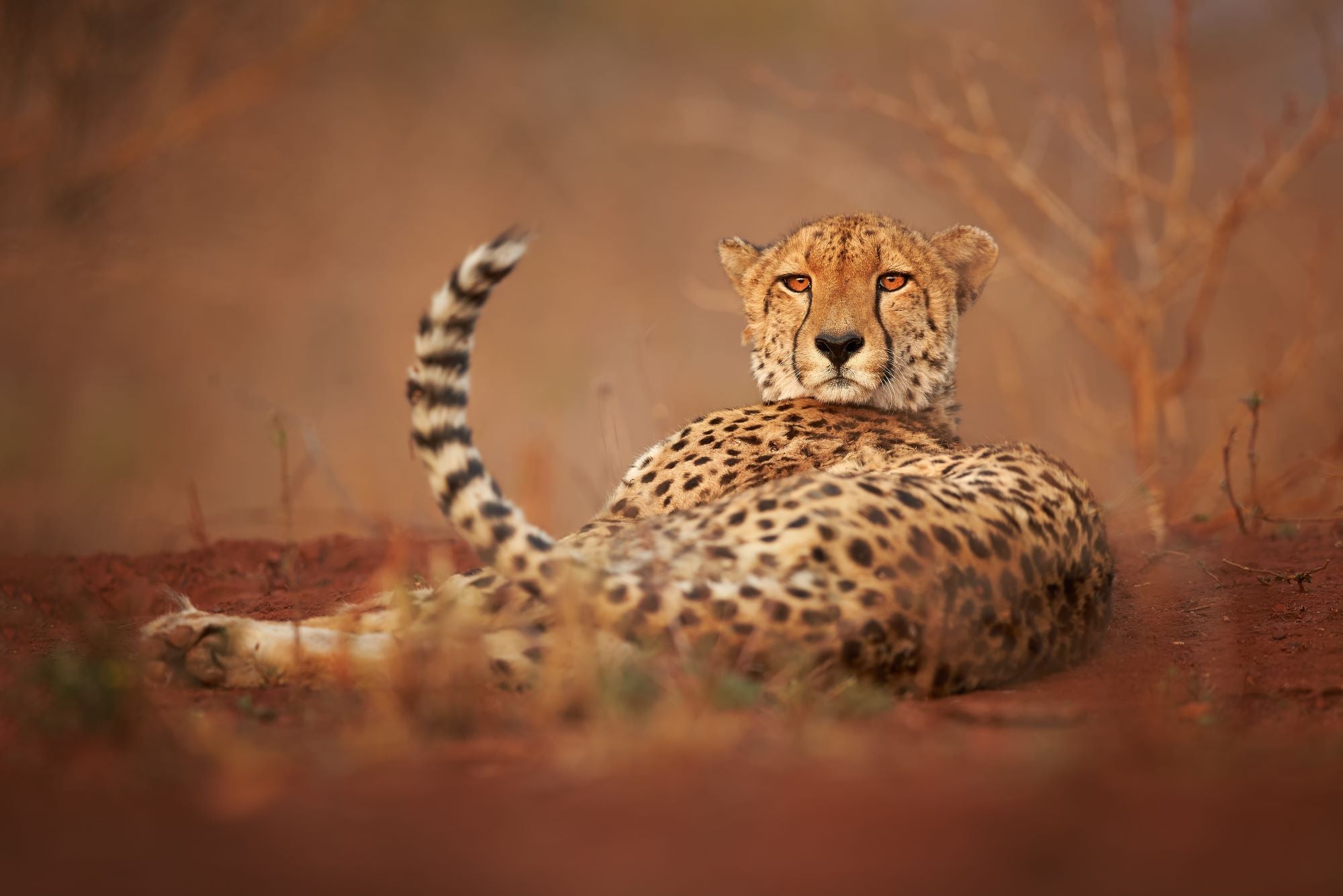 Fototapete Gepard Chill