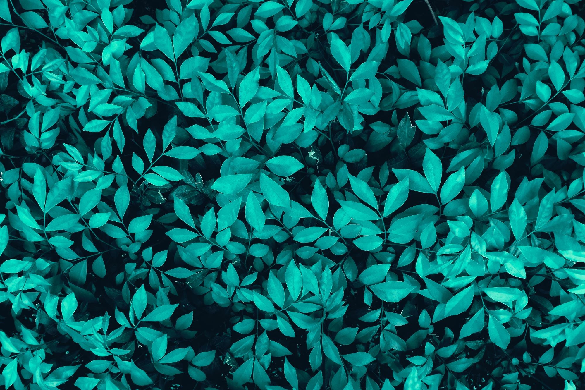 Fototapete Blätter Grün Blau