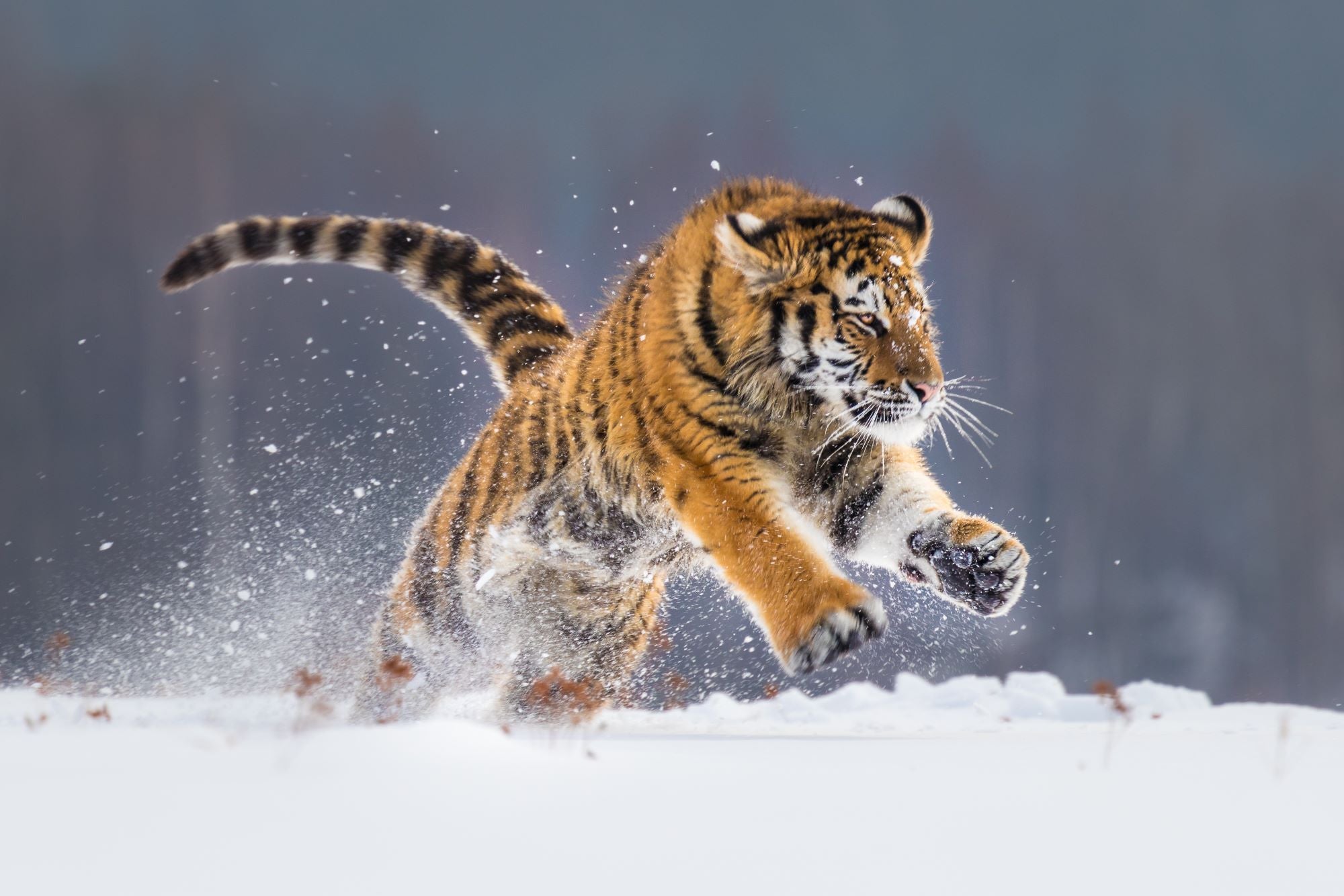 Fototapete Tiger Schnee