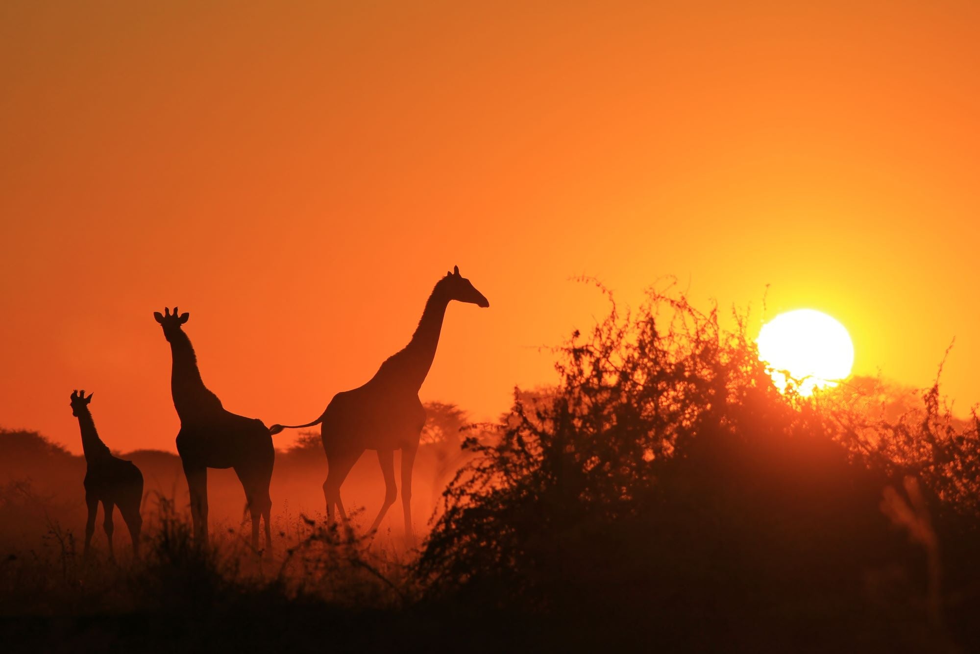 Fototapete Giraffen Sonnenuntergang