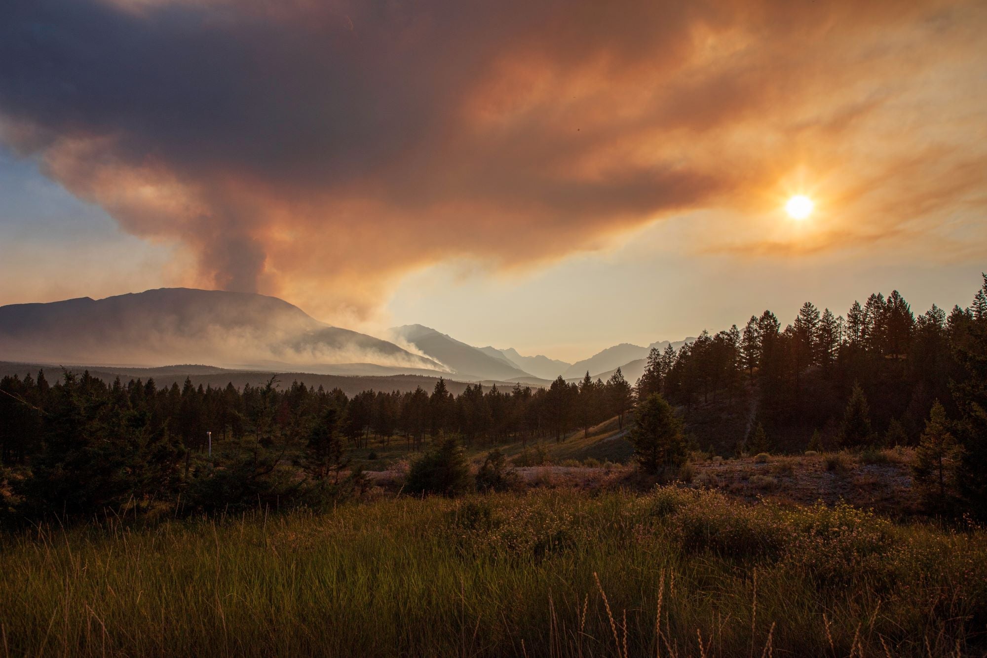 Fototapete Wald Dämmerung Berge