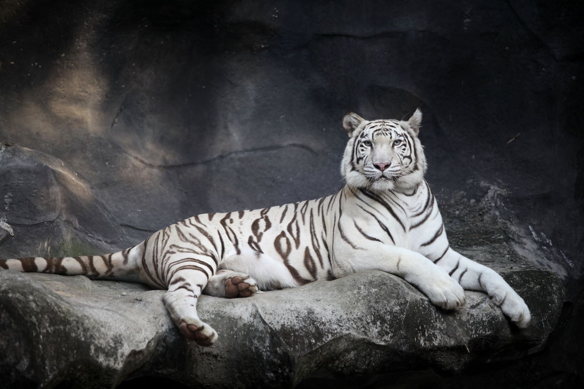 Fototapete Weißer Tiger