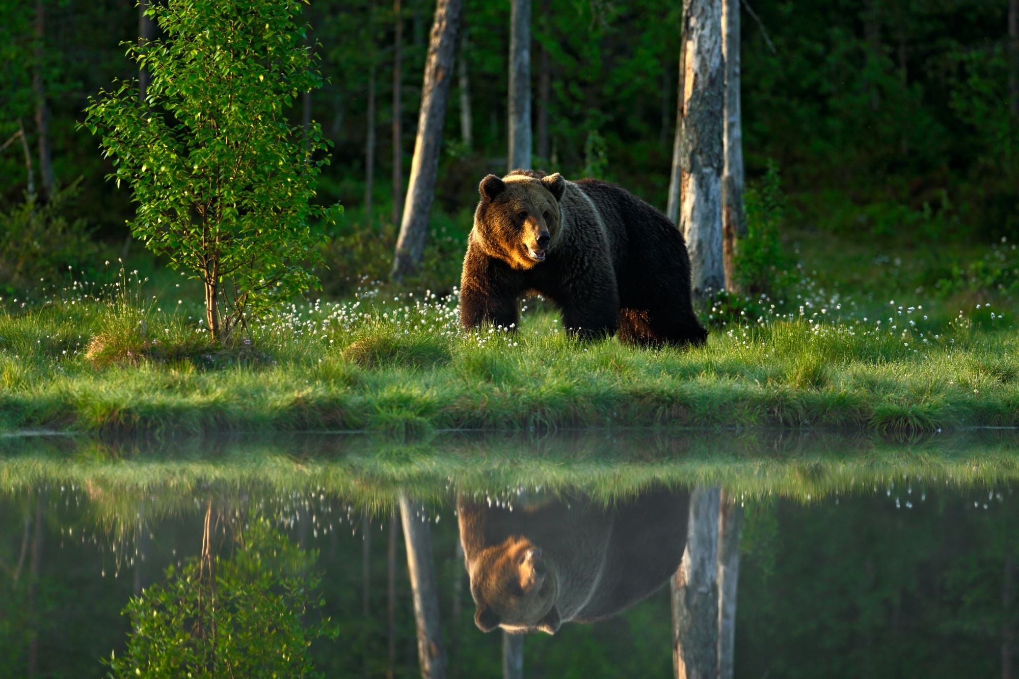 Fototapete Bär Wiese
