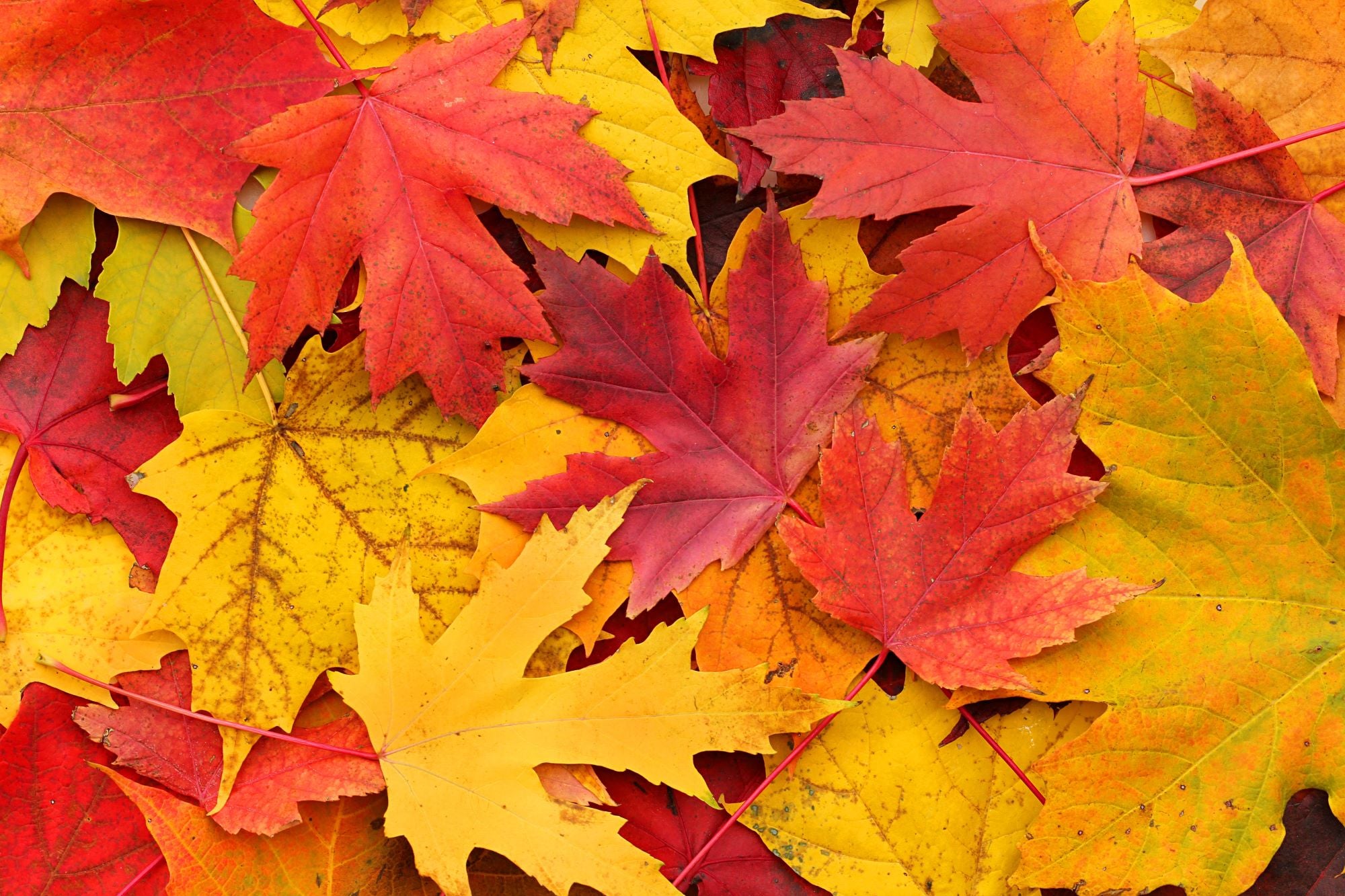 Fototapete Herbst Laubblätter Rot
