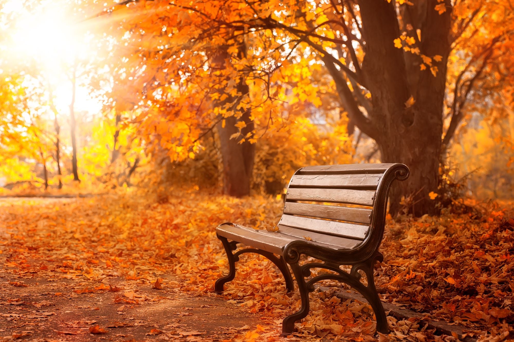 Fototapete Herbst Wald Rote Blätter