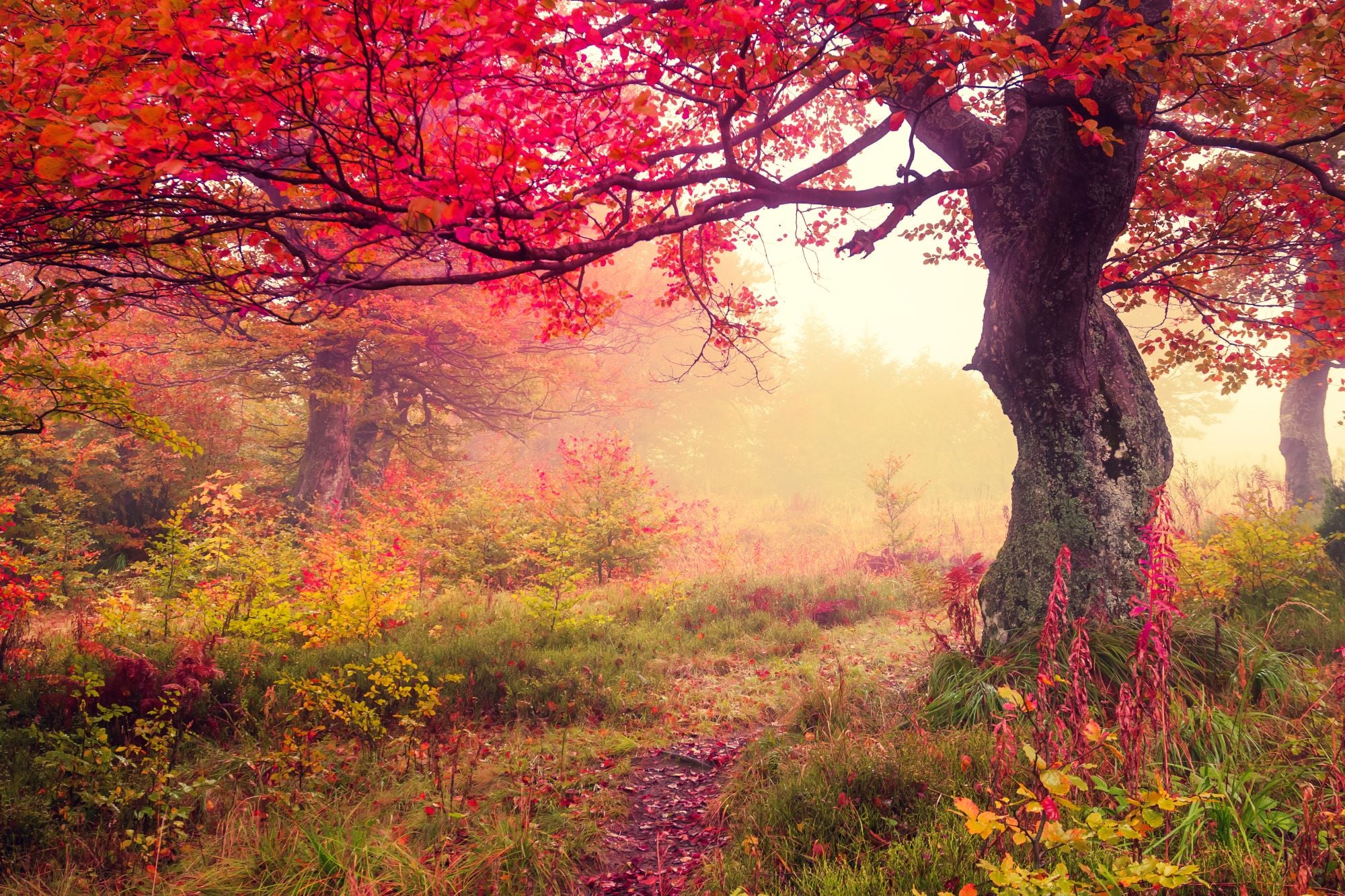 Fototapete Blumenwiese Wildblumen Herbst Rote Blätter