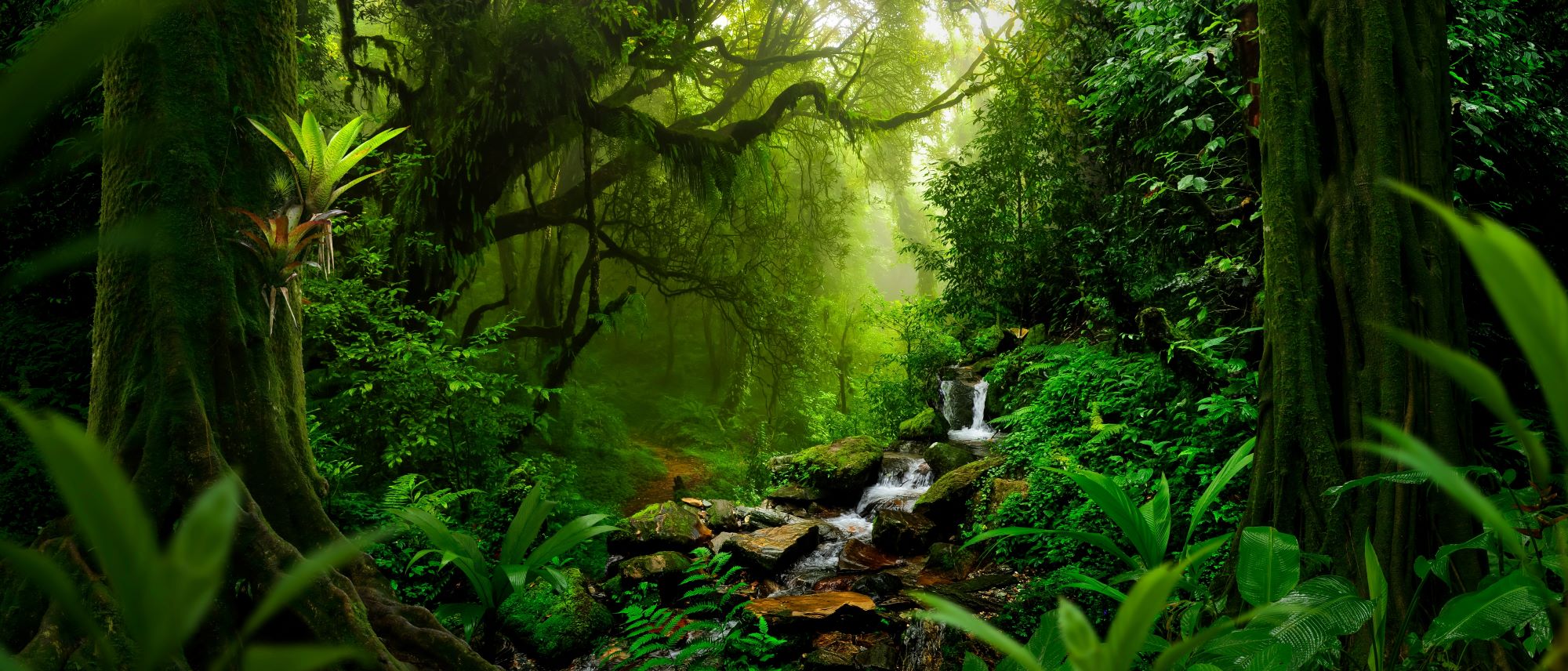 Fototapete Urwald Grün Lichtung