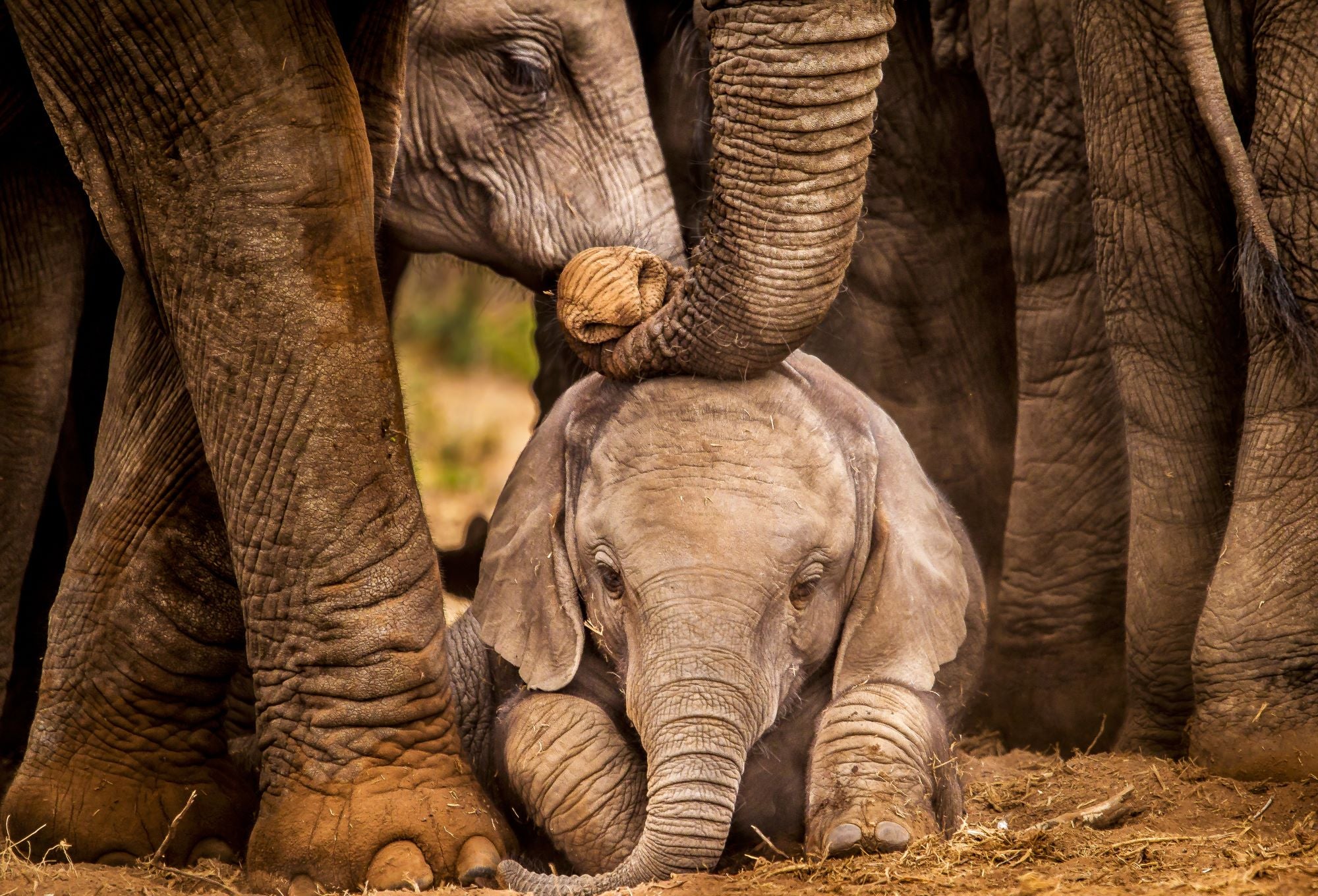 Fototapete Elefantenbaby Kleiner Elefant neben Elefantenherde
