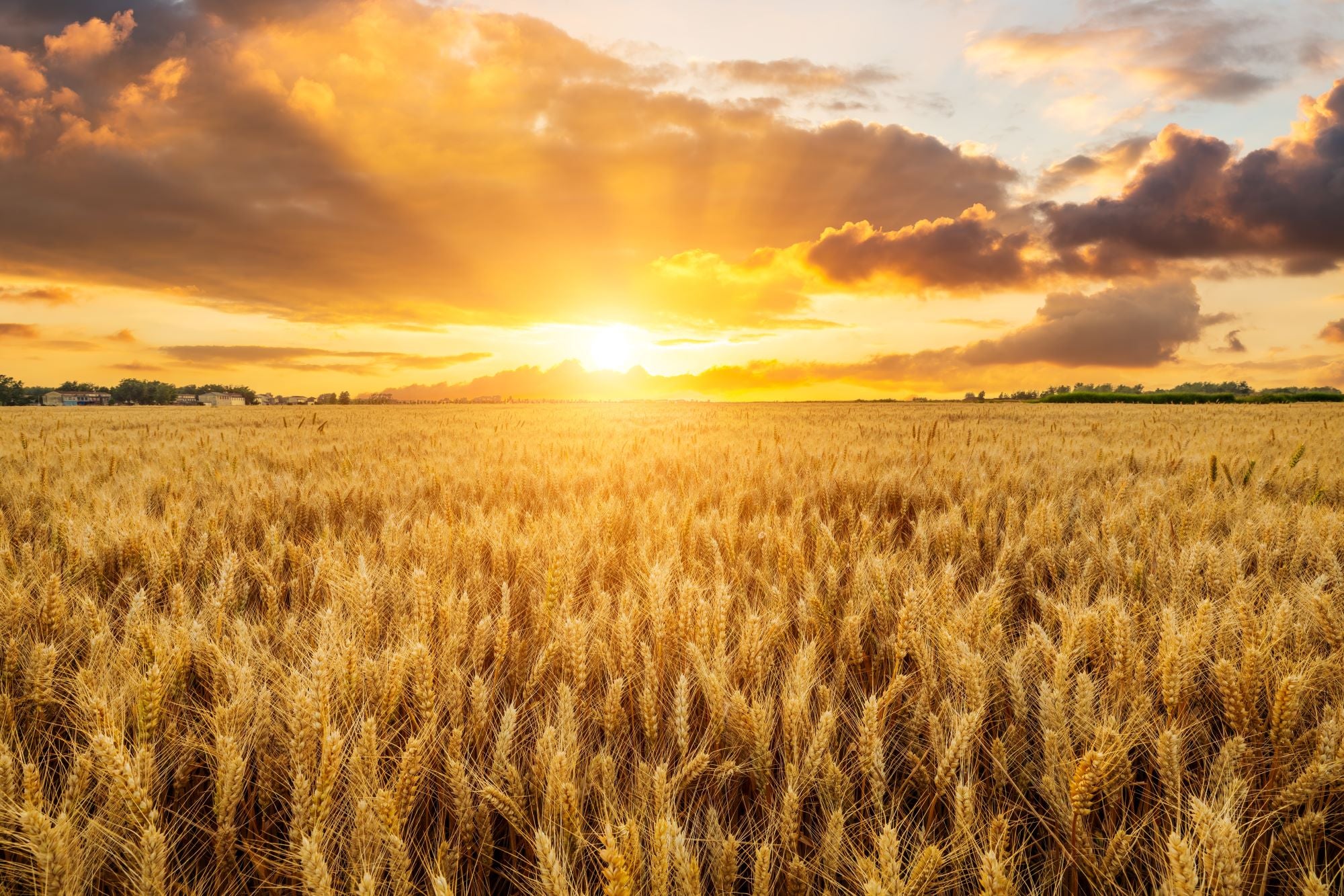 Fototapete Getreidefeld Sonnenuntergang