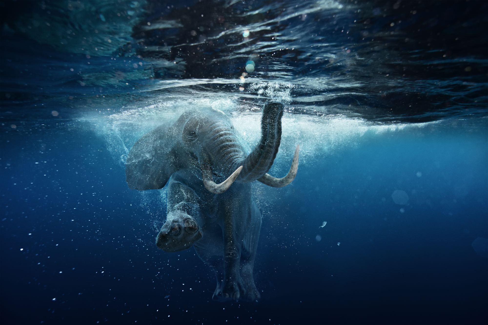 Fototapete Elefant Wasser