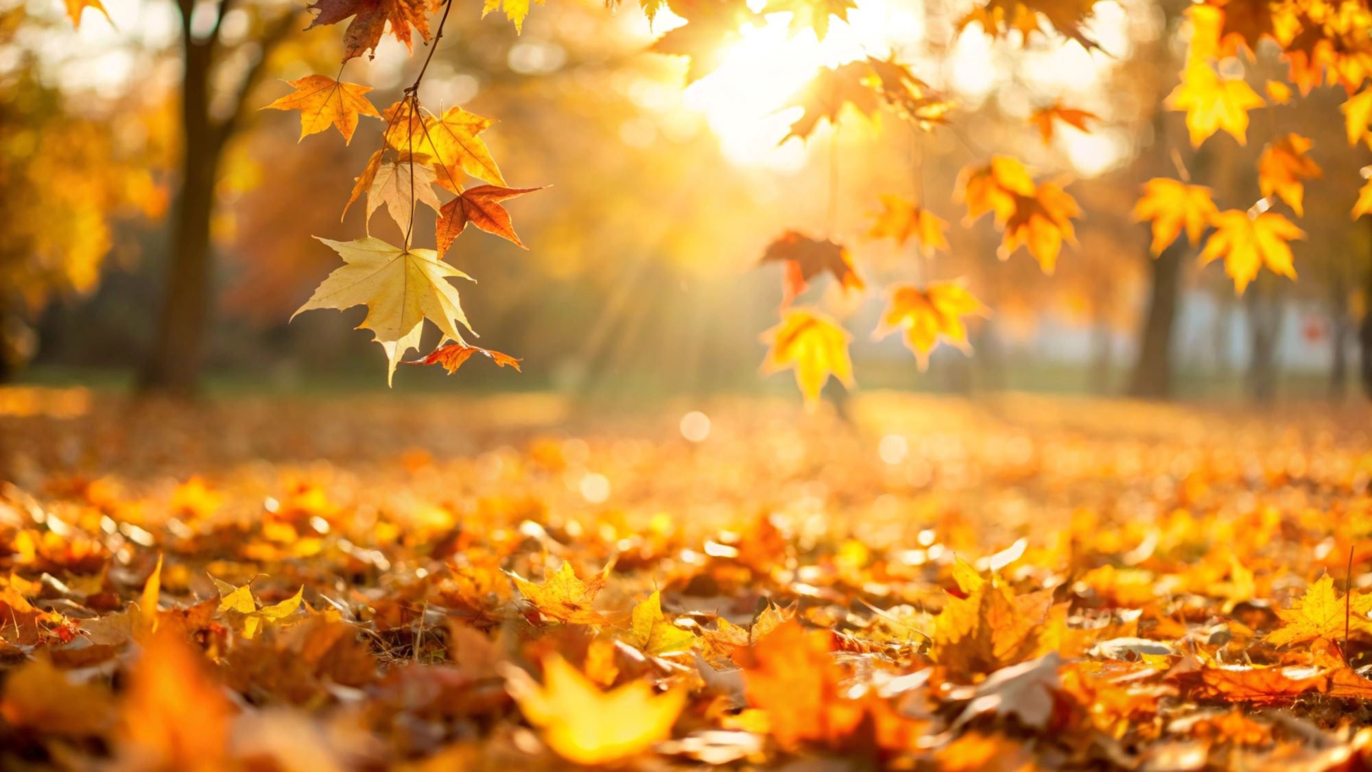 Fototapete Herbst fallendes Laub Rot Orange