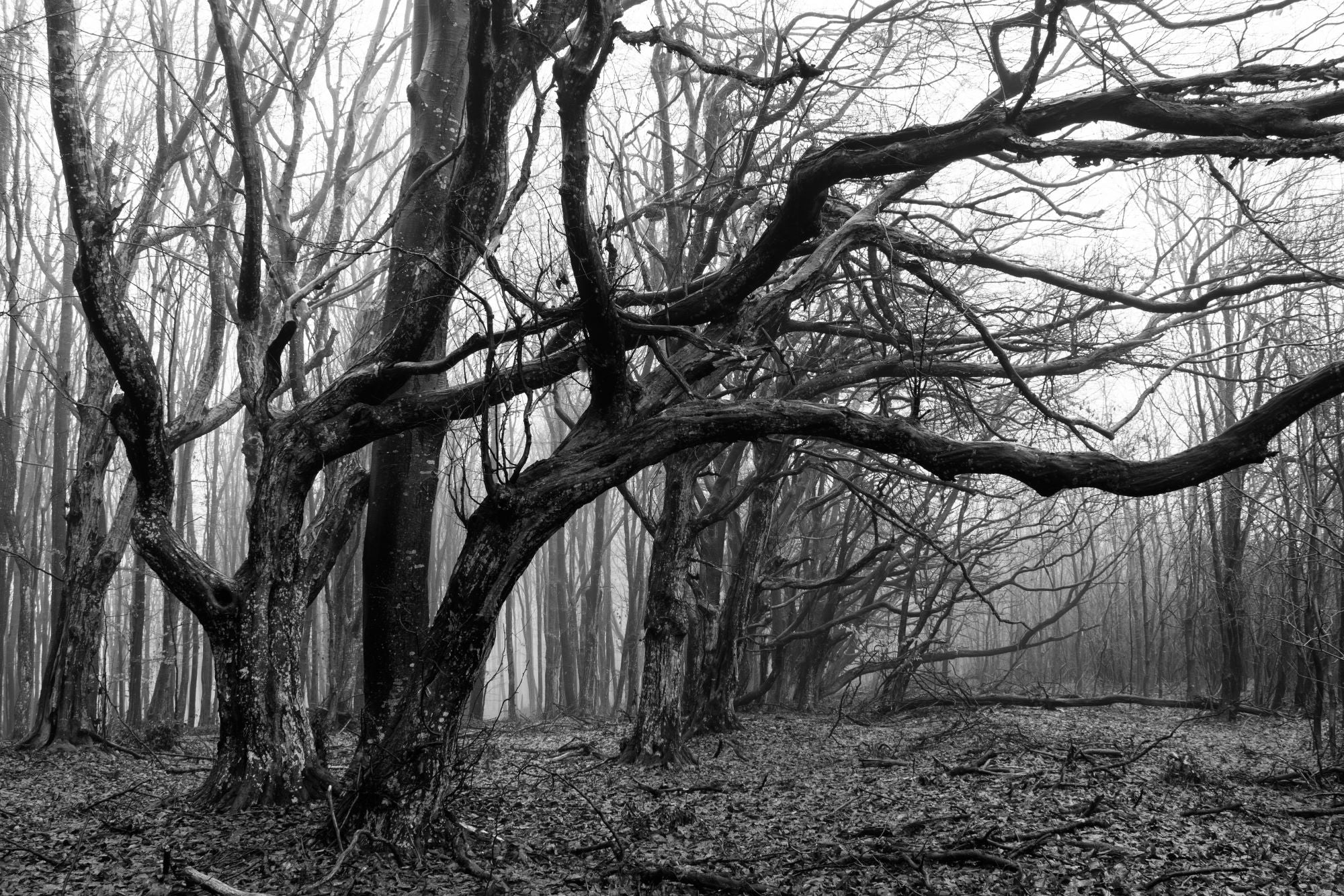 Fototapete Baum Schwarz Weiß