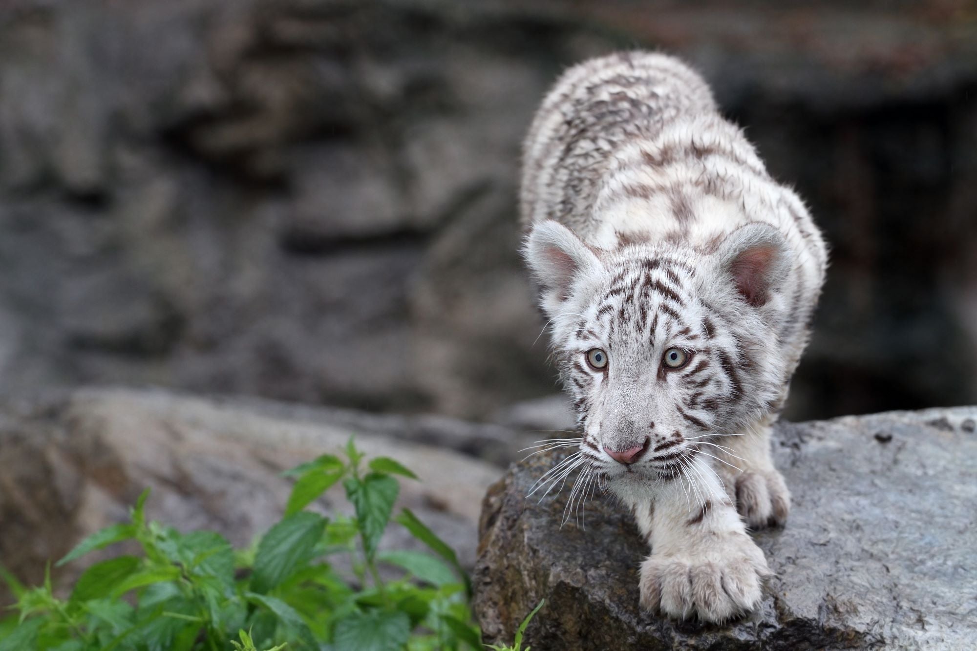 Fototapete Tiger Baby Weiß