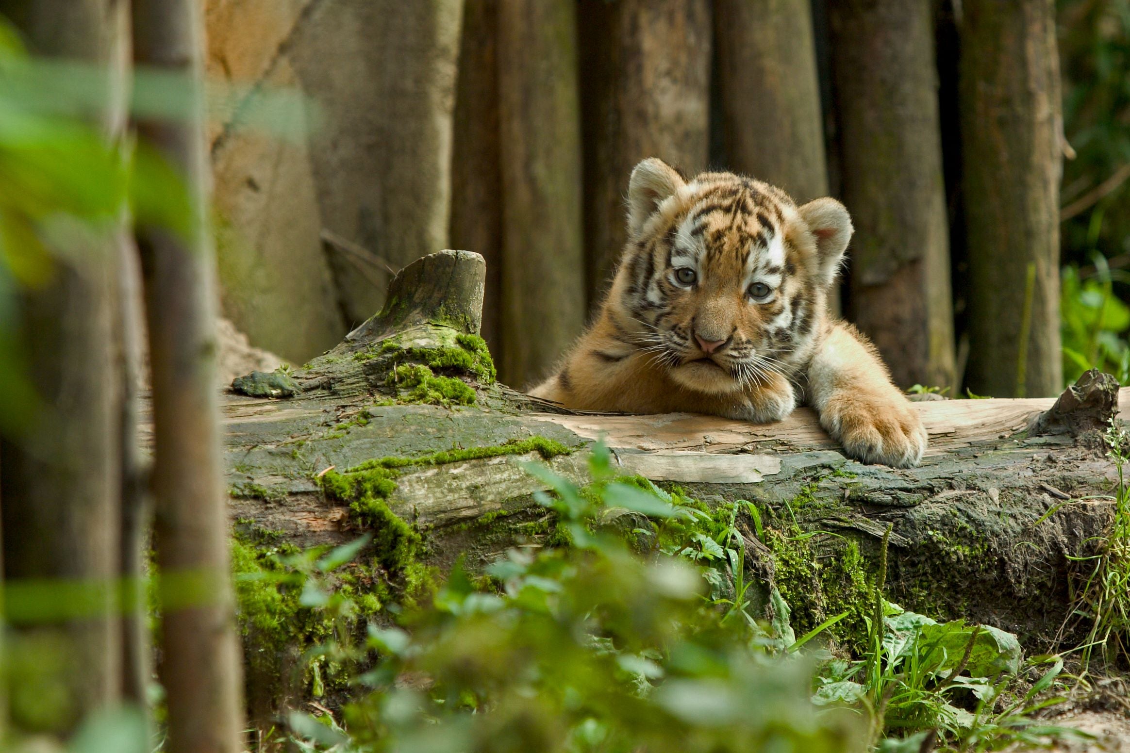Fototapete Tiger Baby