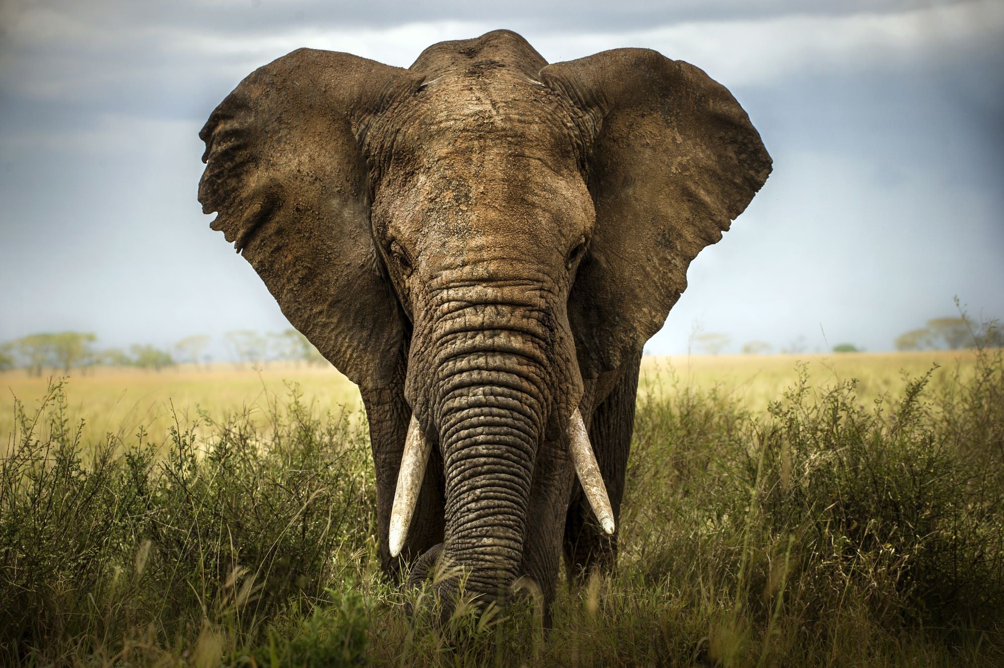 Fototapete Elefant
