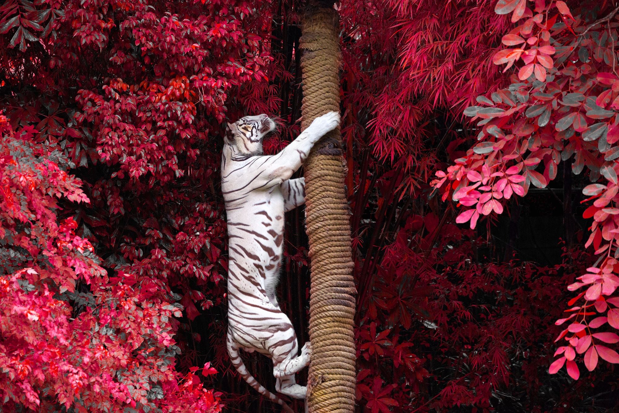 Fototapete Tiger Pinker Wald