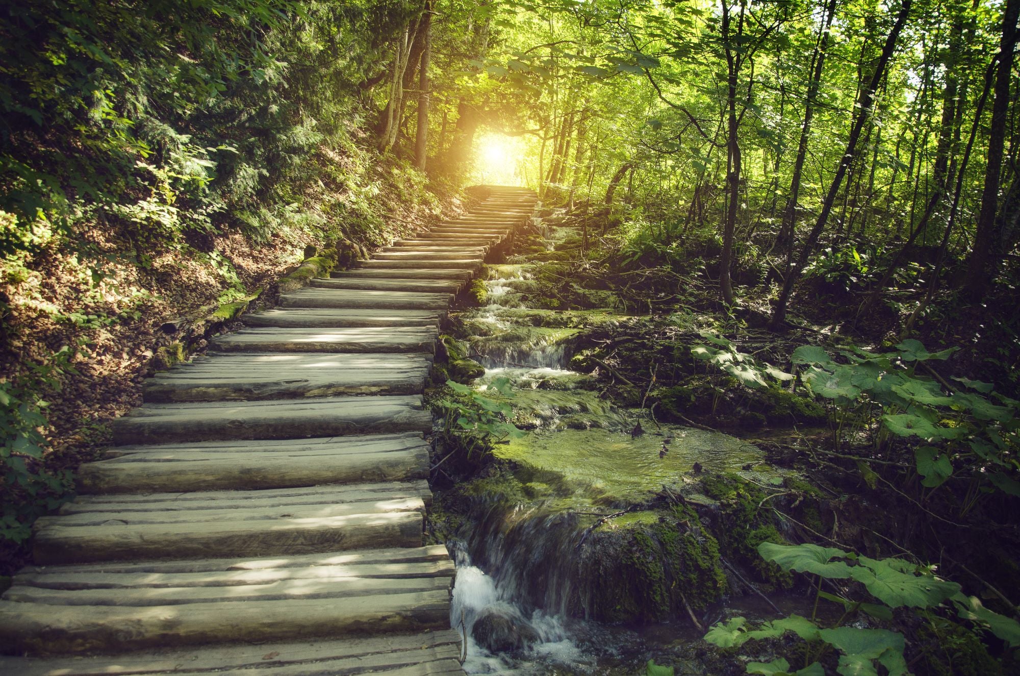 Fototapete Treppe im Wald