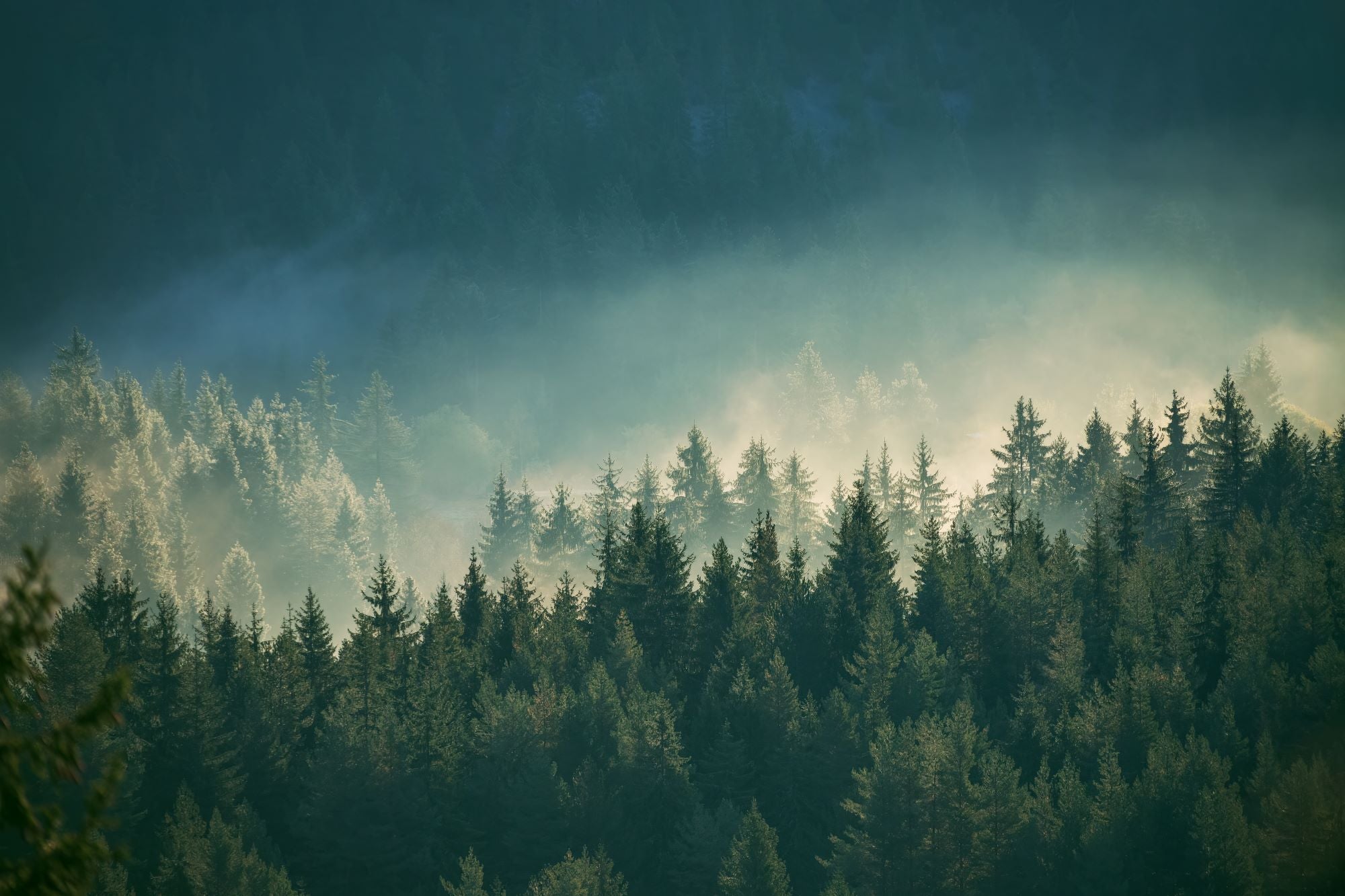 Fototapete Eisige Wälder