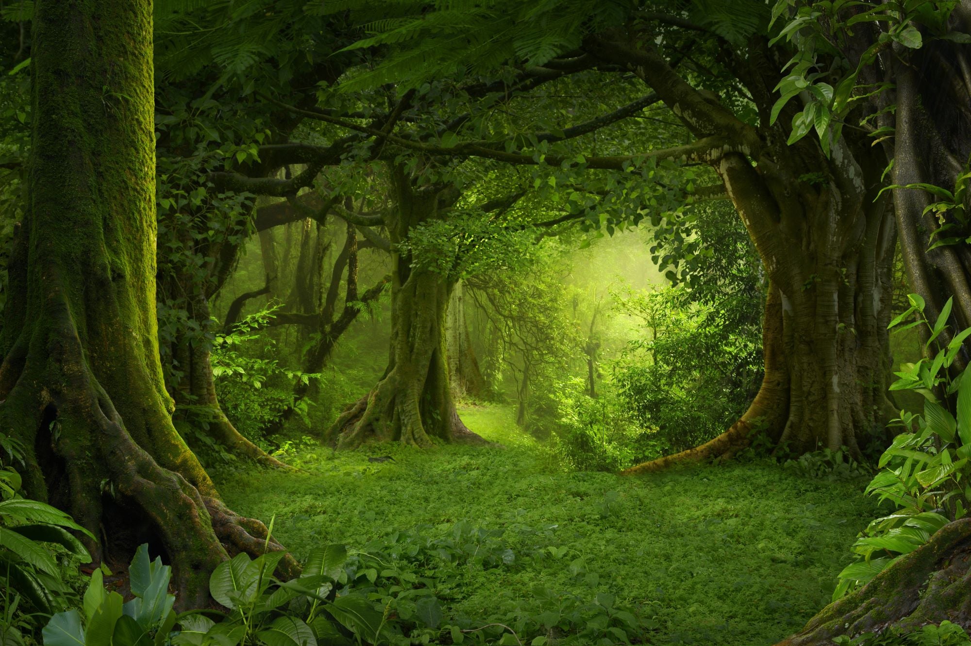 Fototapete mystischer Wald