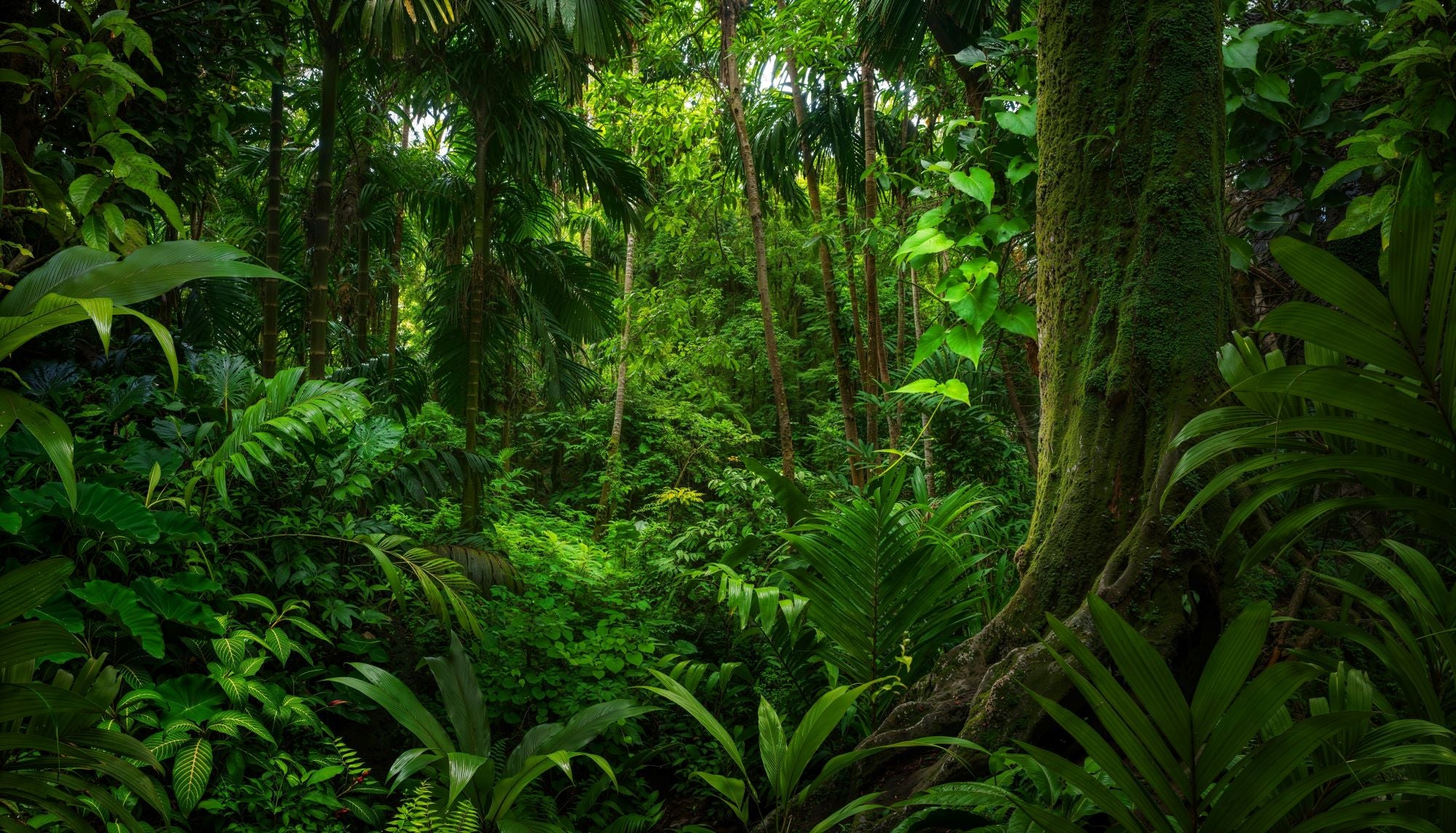 Fototapete Dschungel Jungle Urwald