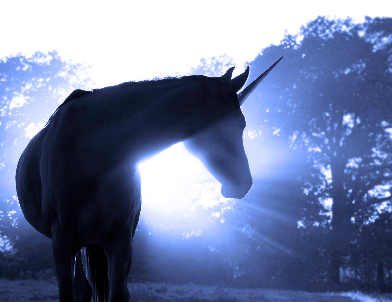 faqf133-poster-fototapete-tapete-vlies-einhorn-lila