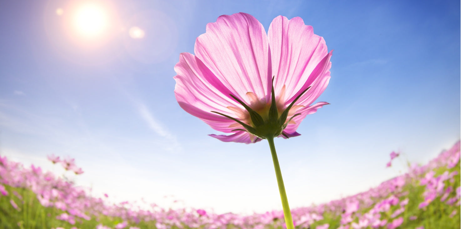 p0037-magnettafel-pinnwand-120x60-blume-sommerhimmel