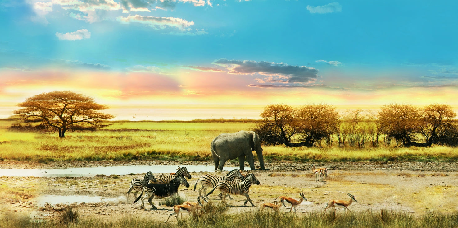 p0058-magnettafel-pinnwand-magnetbild-afrika-wildtiere