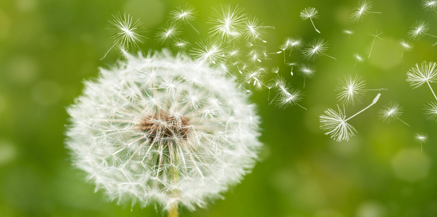 p0067-magnettafel-pinnwand-magnetbild-pusteblume-gruen