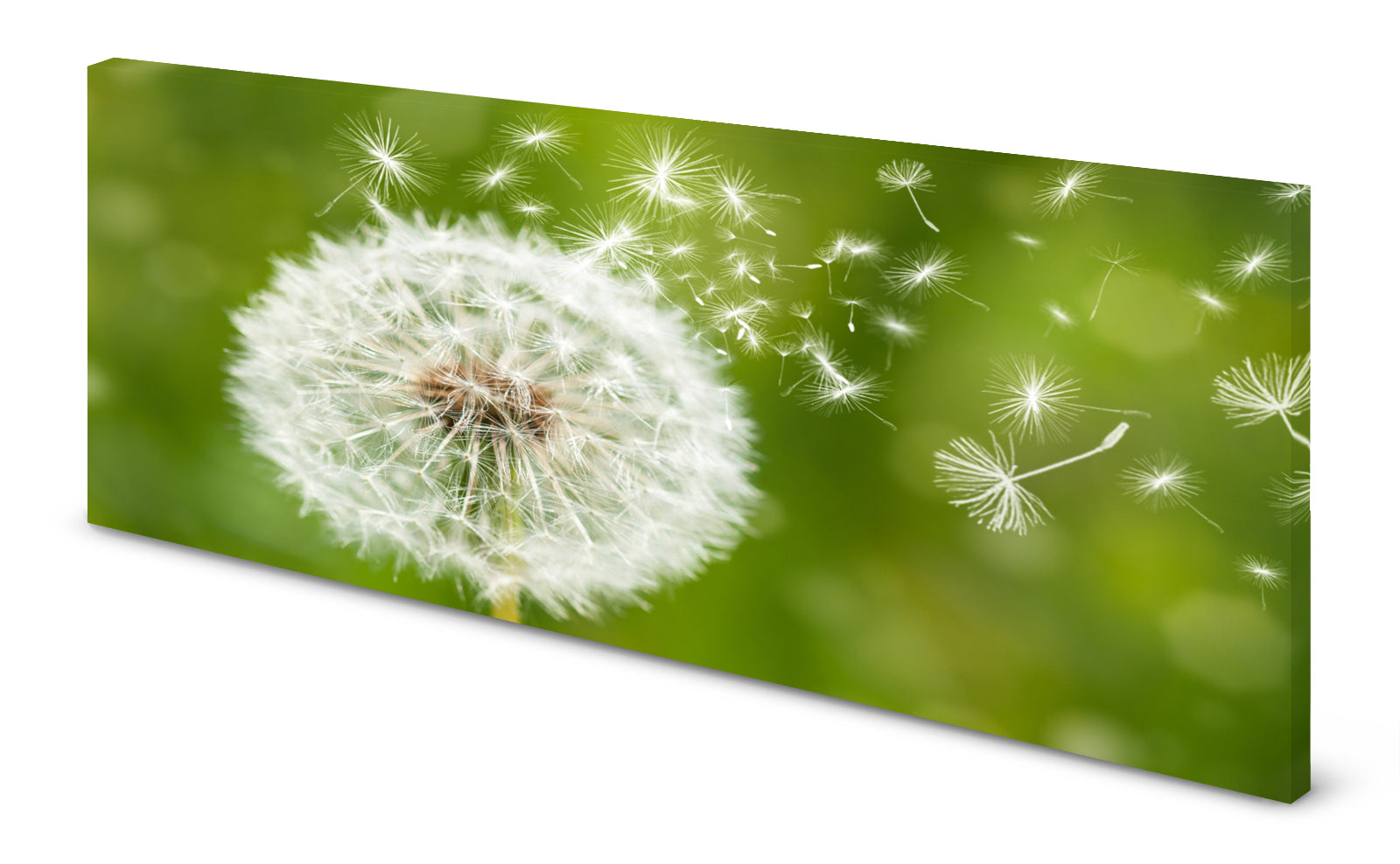 p0067-magnettafel-pinnwand-magnetbild-pusteblume-gruenrwgdytnmndkoh