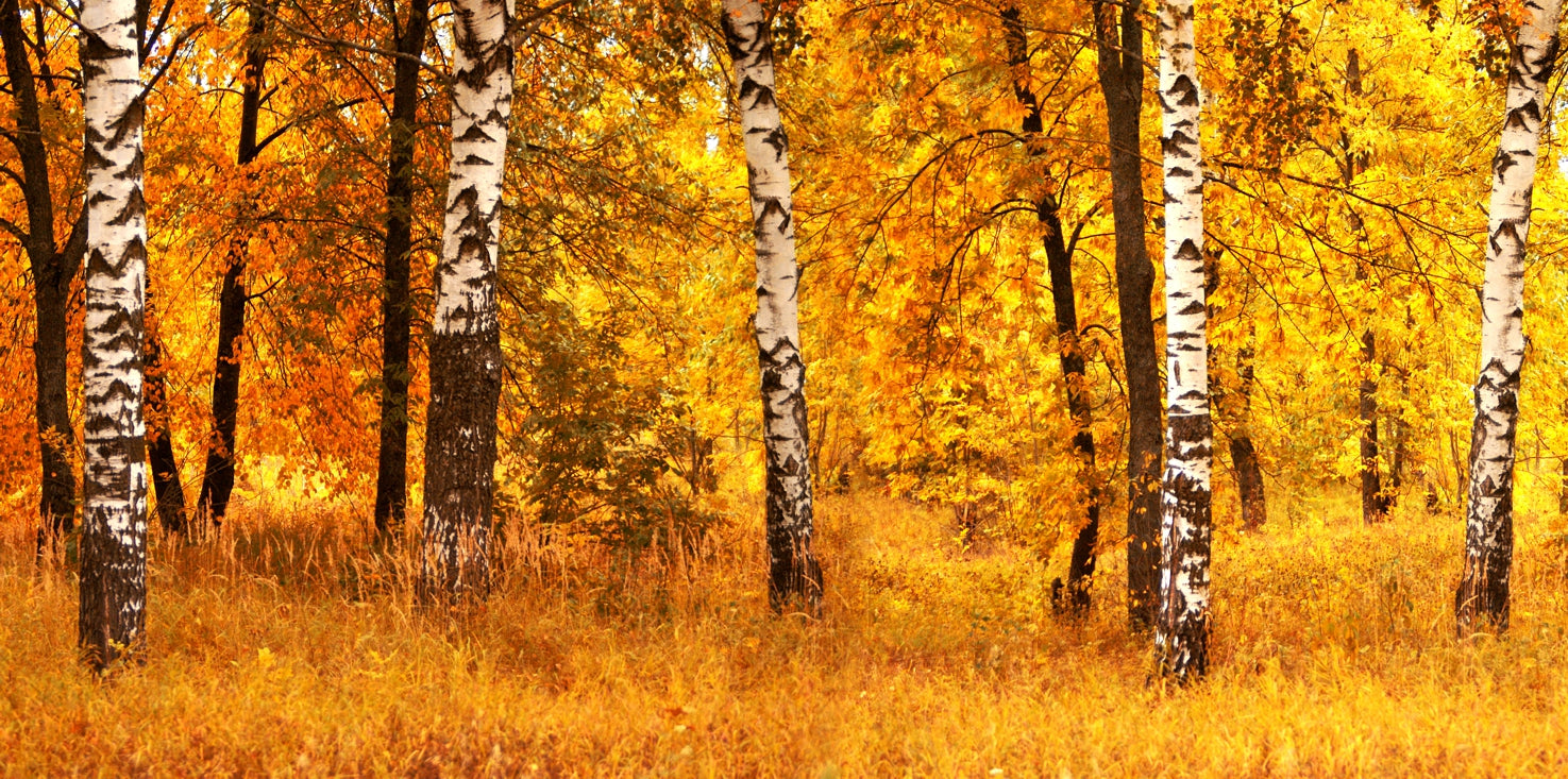 p0086-magnettafel-pinnwand-magnetbild-wald-birken-herbst