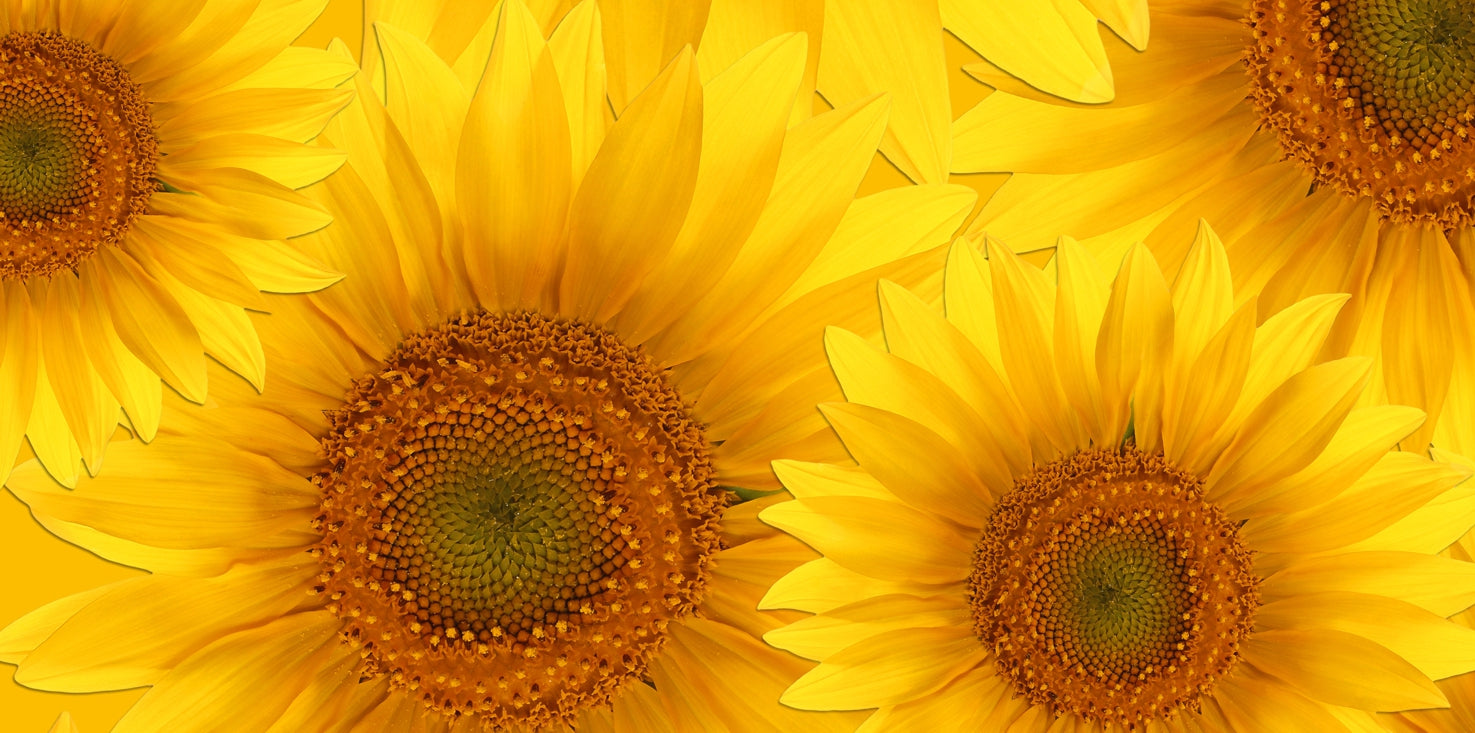 p0091-magnettafel-pinnwand-magnetbild-sonnenblumen