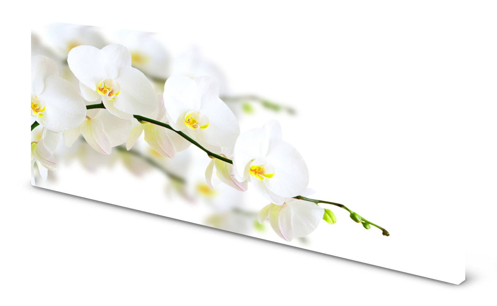 p0092-magnettafel-pinnwand-magnetbild-orchidee-wei