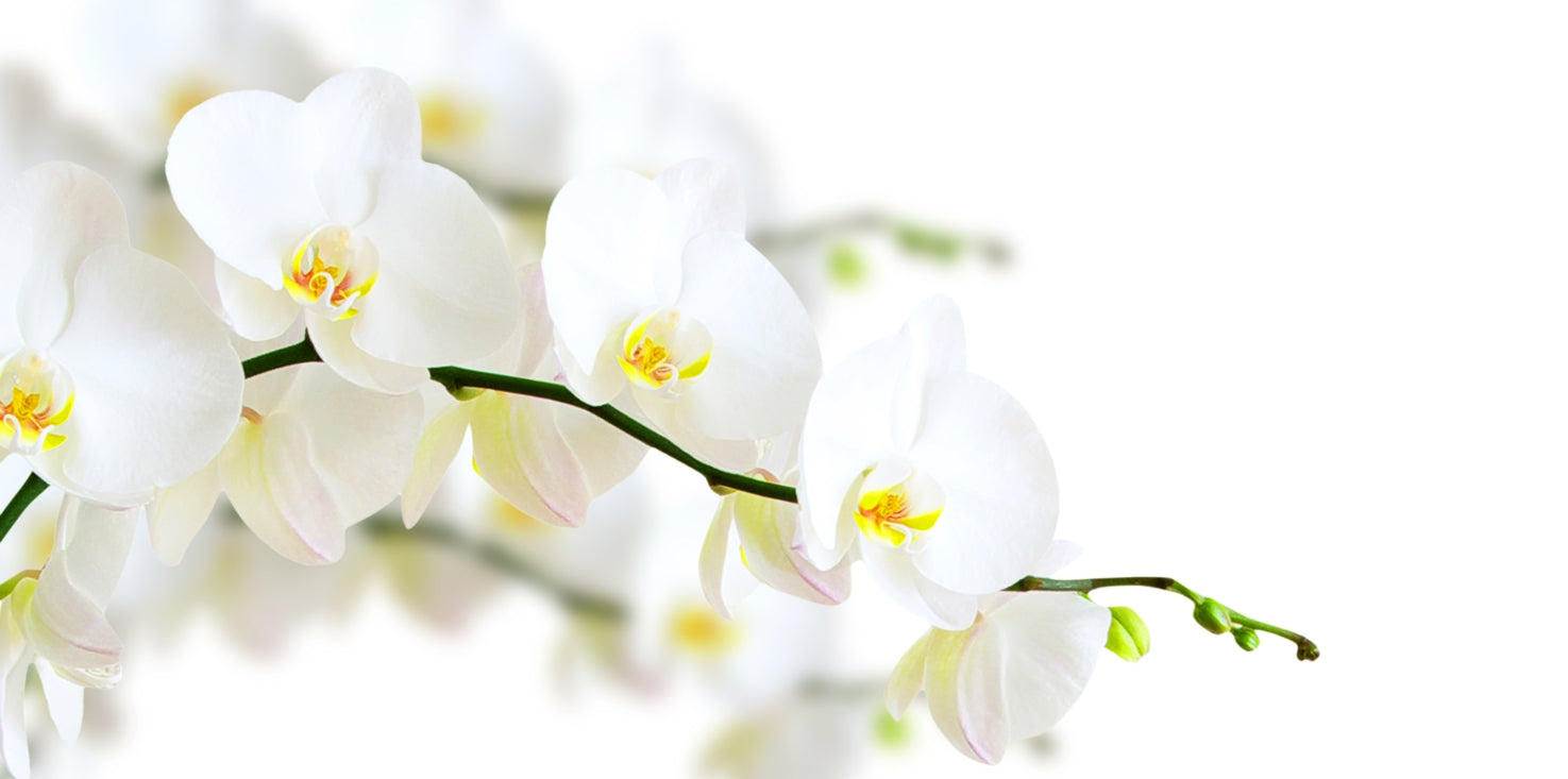 p0092-magnettafel-pinnwand-magnetbild-orchidee-weiss