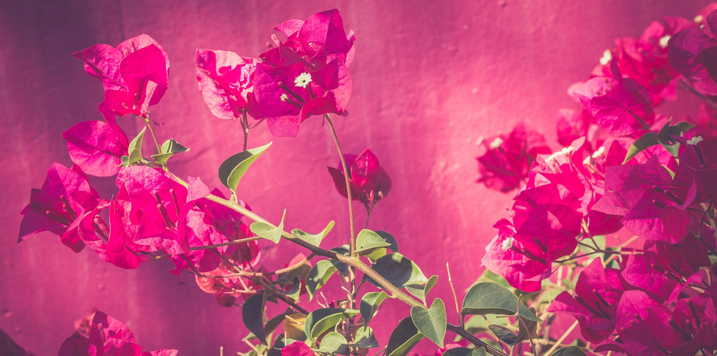 p0095-magnettafel-pinnwand-magnetbild-blumen-pink-magenta