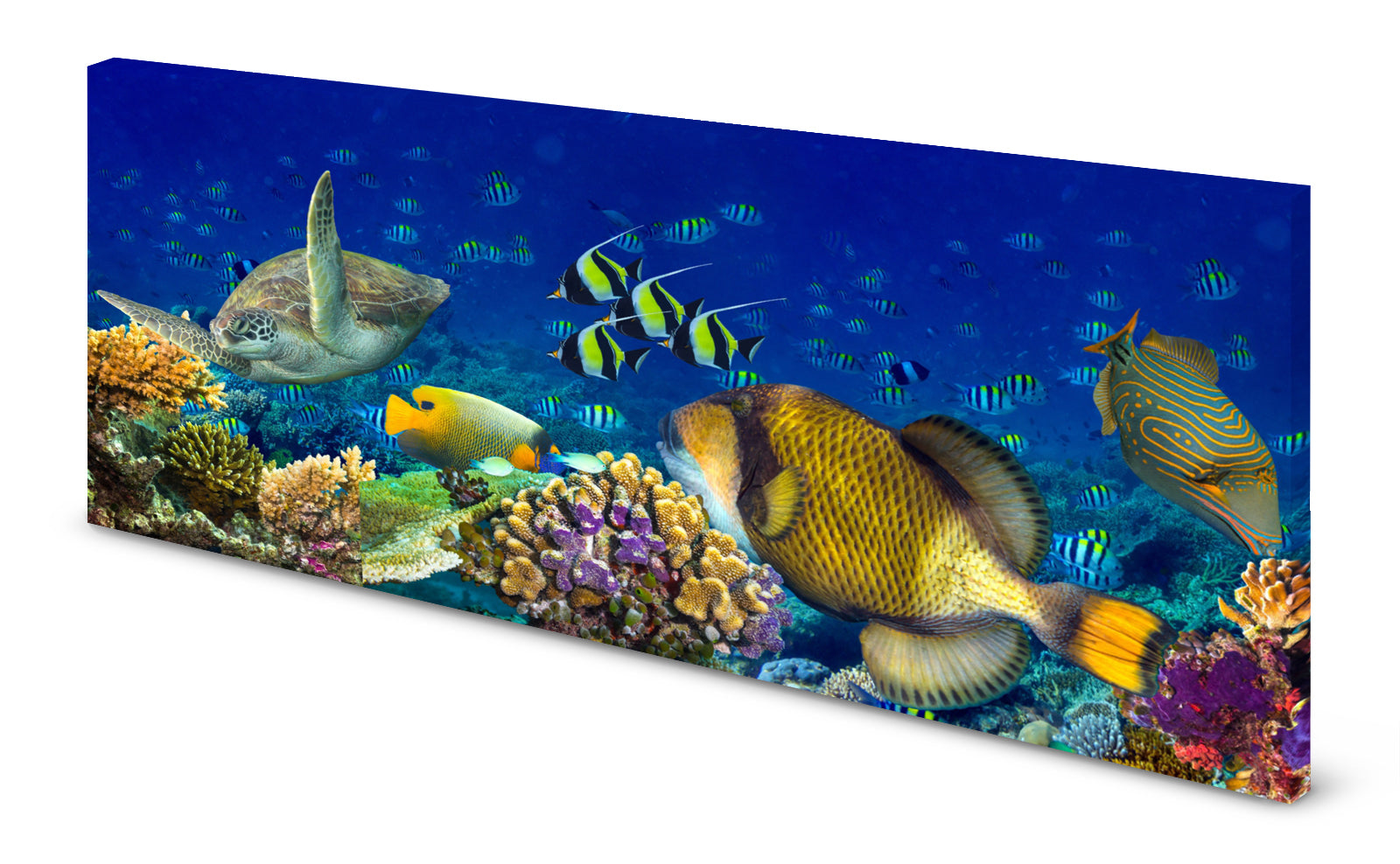 p0099-magnettafel-pinnwand-bild-tropen-fischeqebbdybx80tcx