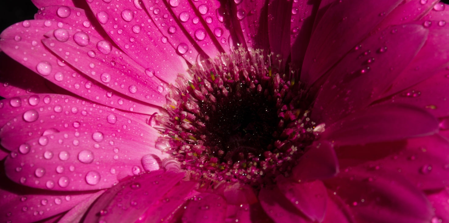 p0117-magnettafel-pinnwand-bild-blume-magenta-pink