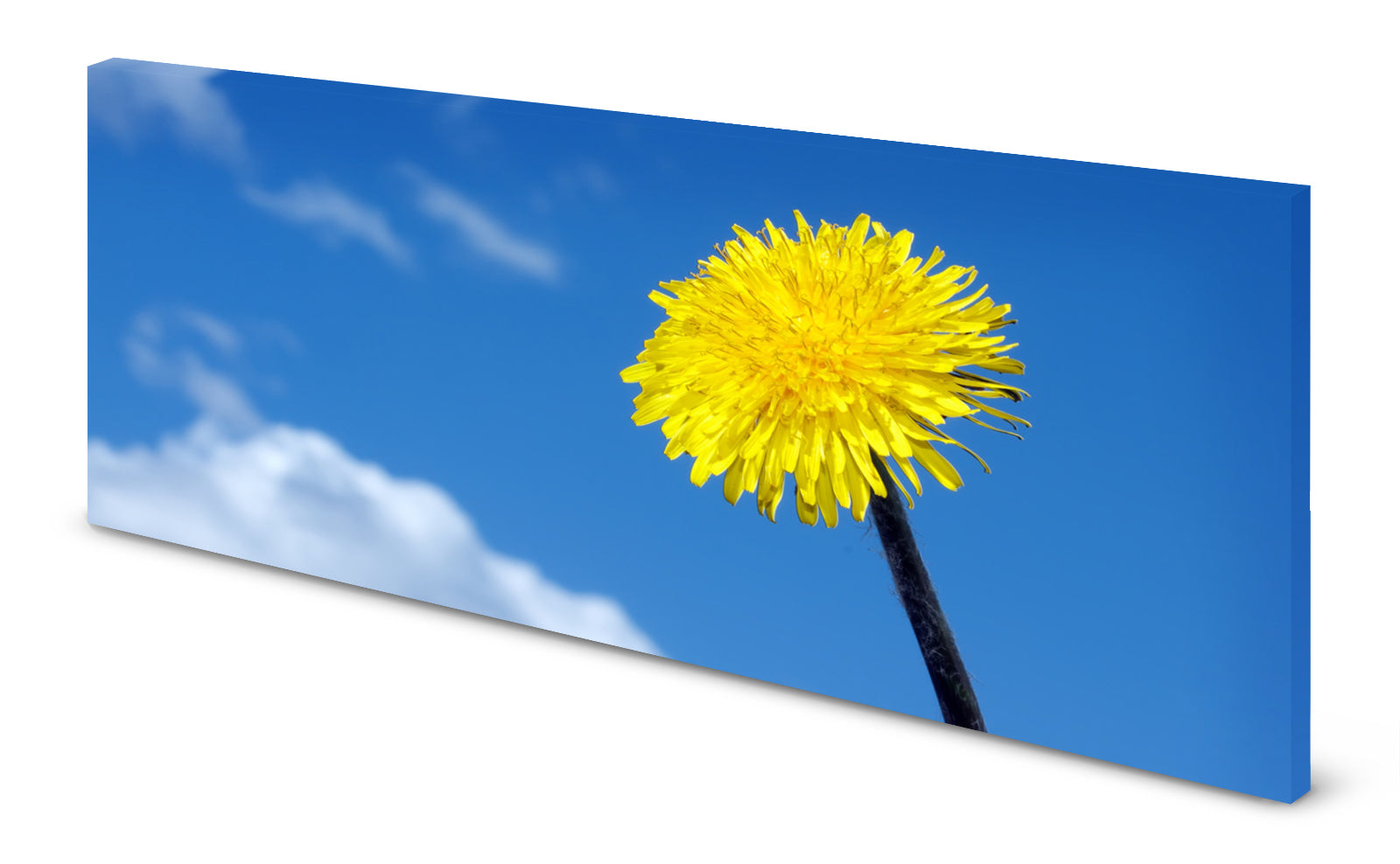 p0122-magnettafel-pinnwand-bild-loewenzahnlgxl3xwnbhqd2