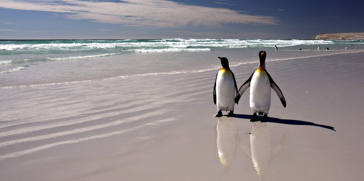 p0125-magnettafel-pinnwand-bild-pinguin
