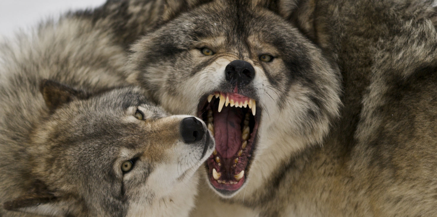 p0139-magnettafel-pinnwand-bild-wolf-kampf