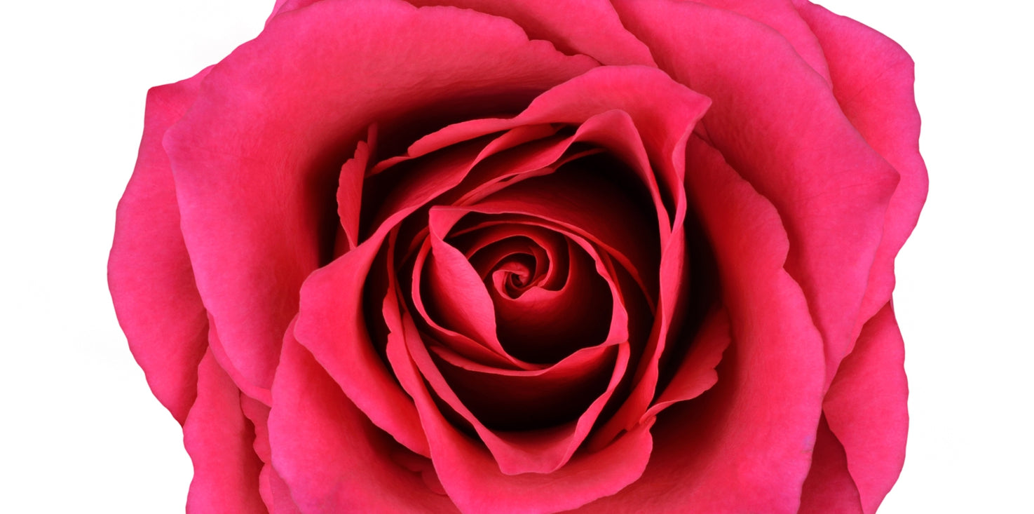 p0140-magnettafel-pinnwand-bild-rose-bluete-magenta