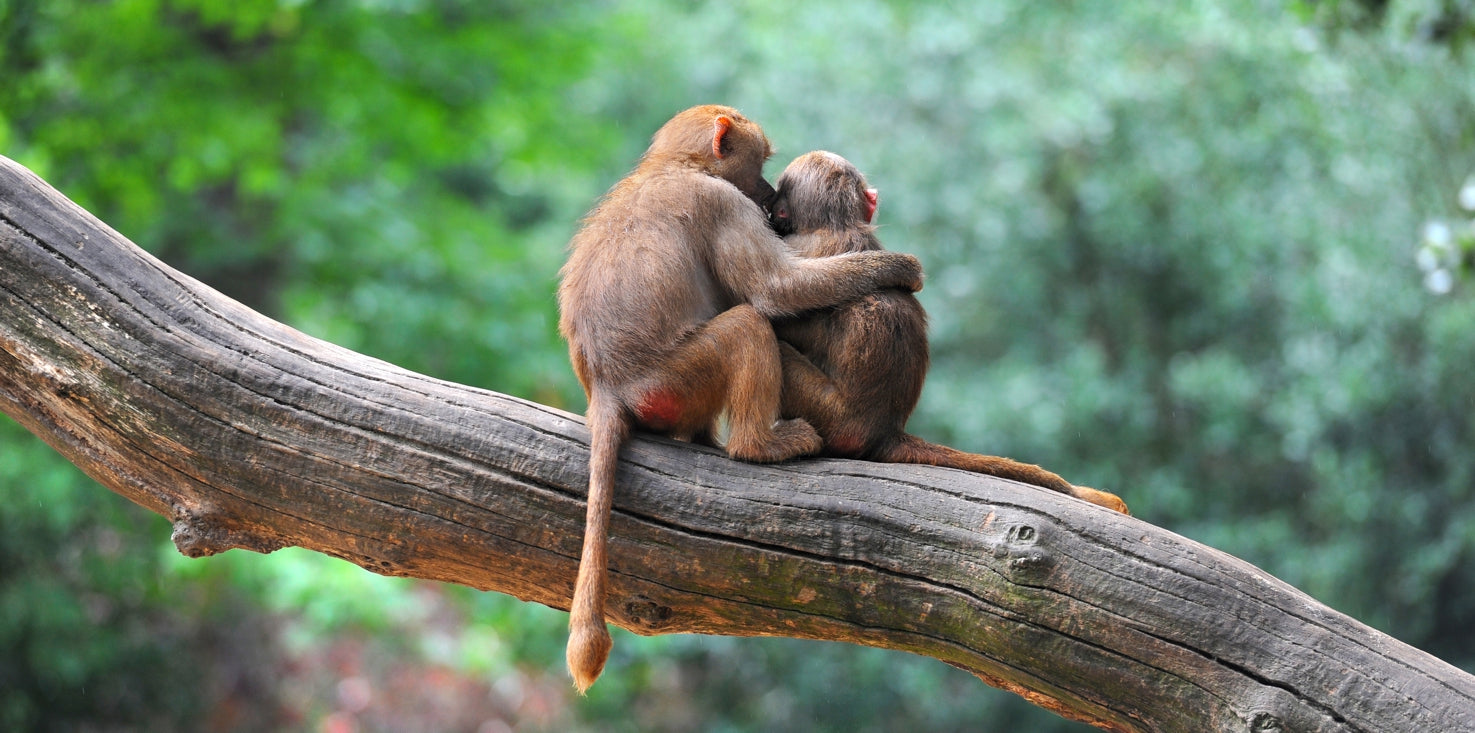 p0143-magnettafel-pinnwand-bild-affe-mutter-kind-mutterliebe