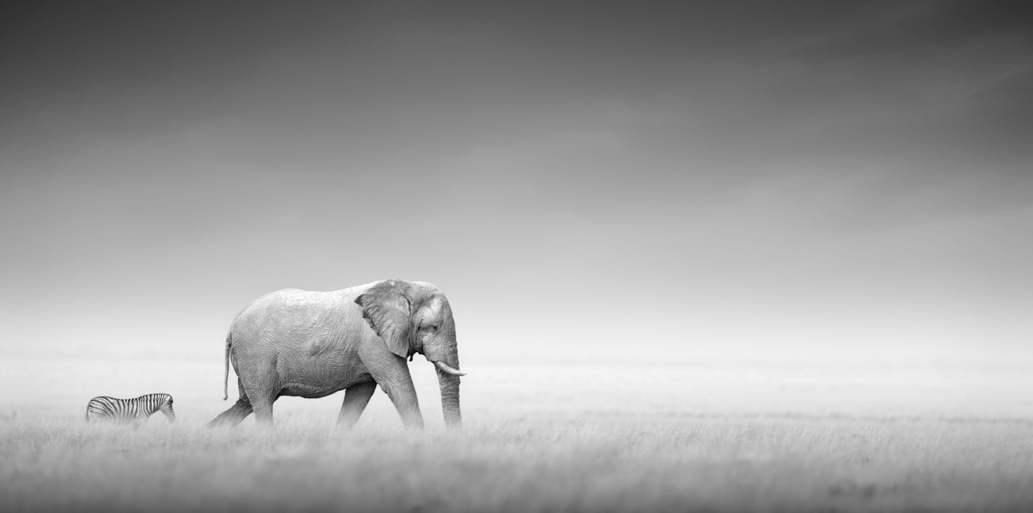 p0144sw-magnettafel-pinnwand-bild-elefant-zebra-steppe