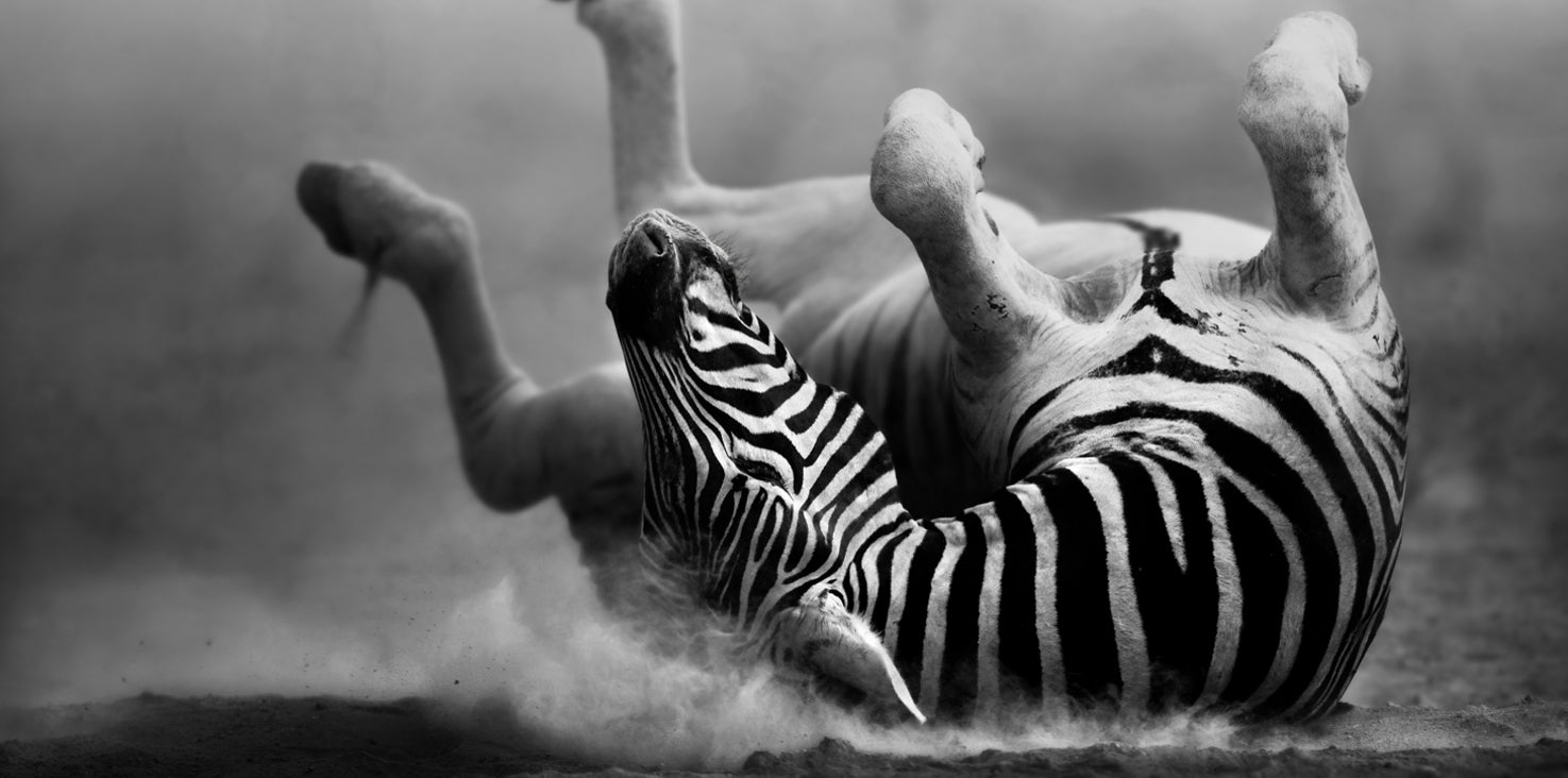 p0145sw-magnettafel-pinnwand-bild-zebra