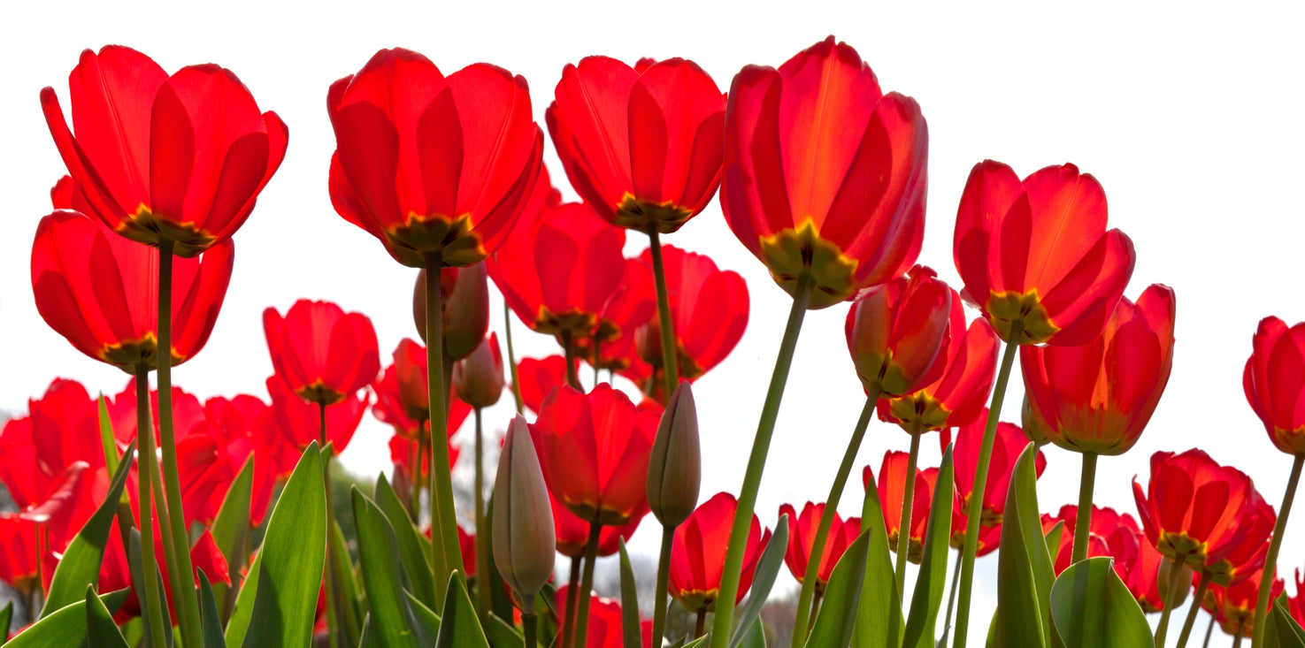 p0151-magnettafel-pinnwand-bild-tulpen-blumen-rot